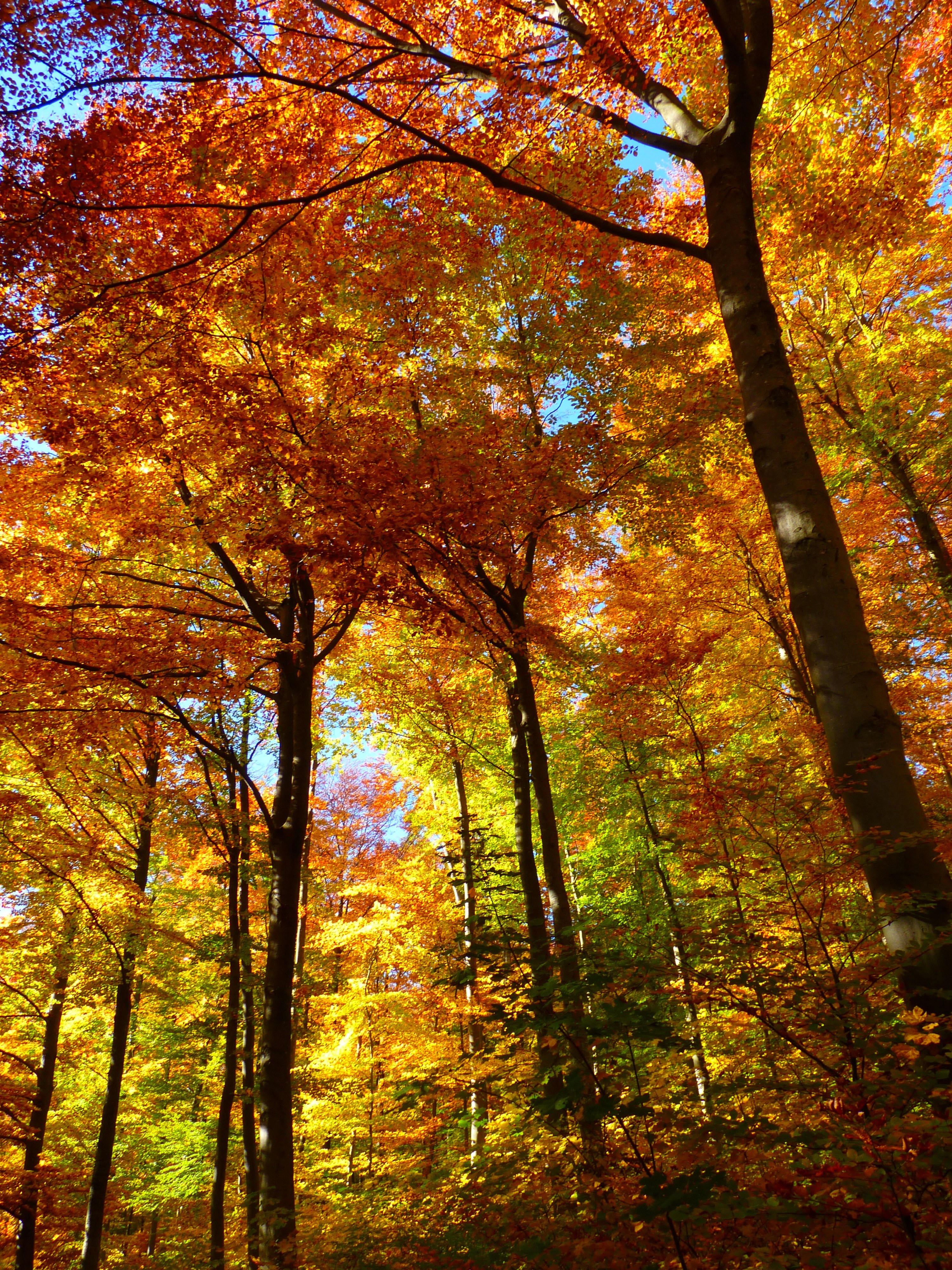 forest autumn forest colorful trees leaves autumn 4k, Phone HD Wallpaper