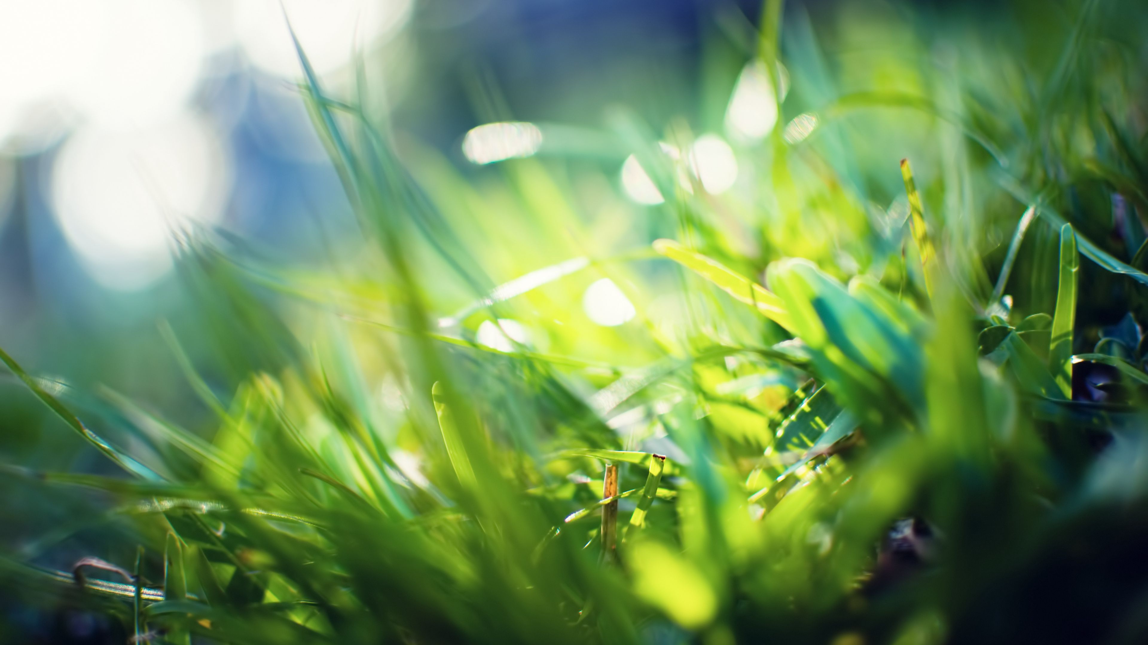 grass, glare, blurred, light, color, 4k, HD Wallpaper