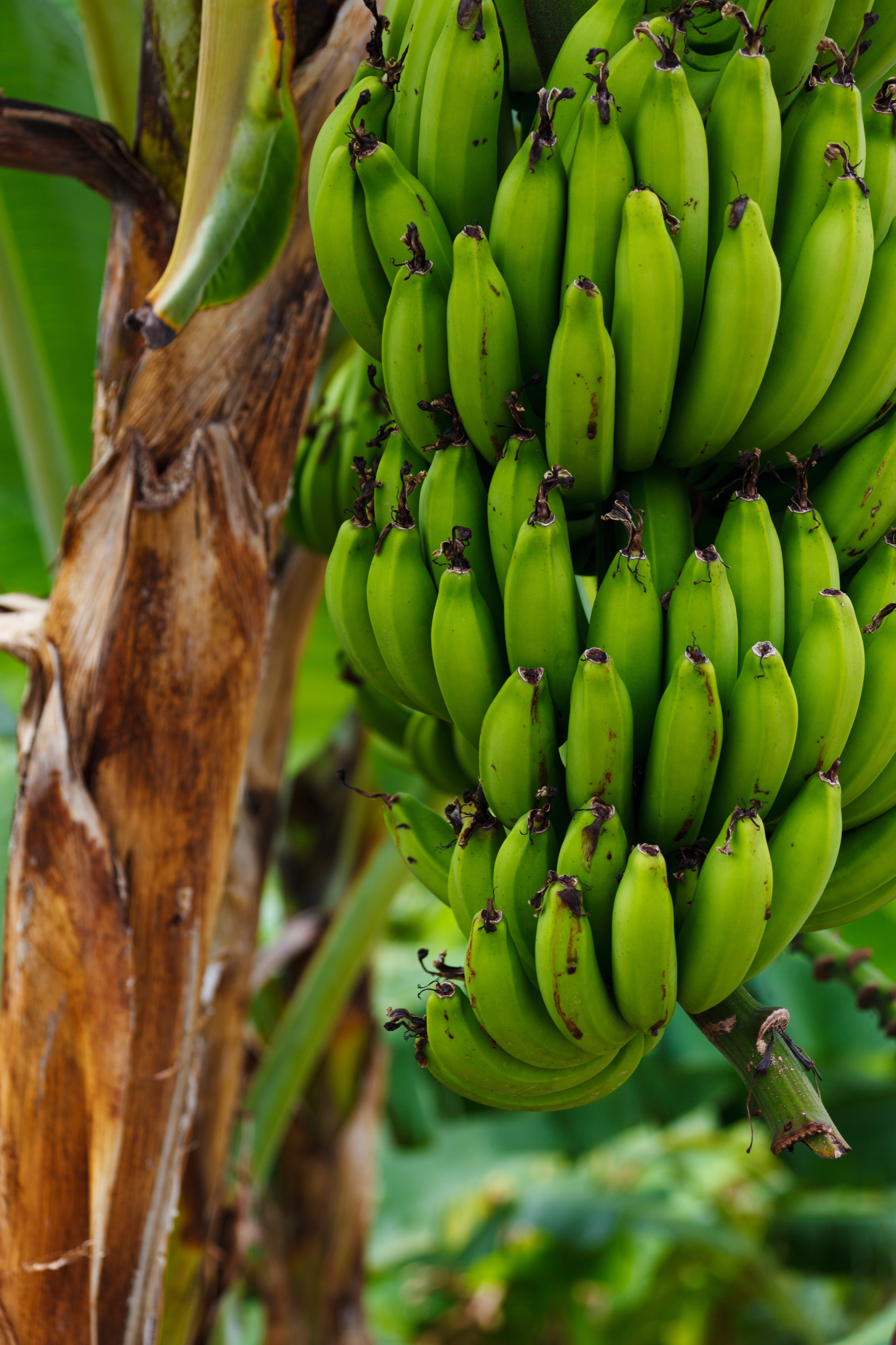 food fruit fresh green nature plantation tropical 4k, Phone HD Wallpaper