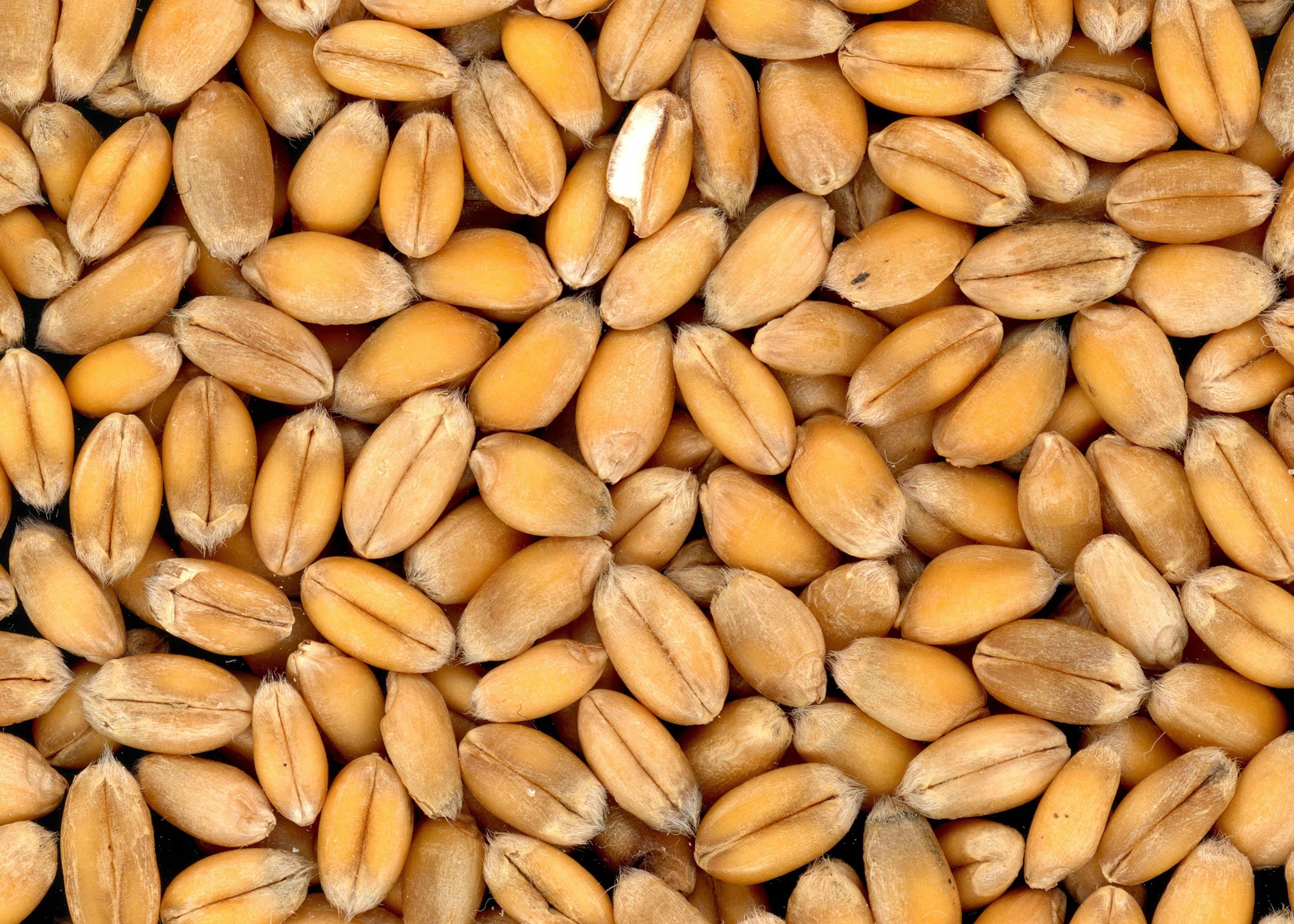 food grains bread wheat cereals plant eat meal 4k, HD Wallpaper