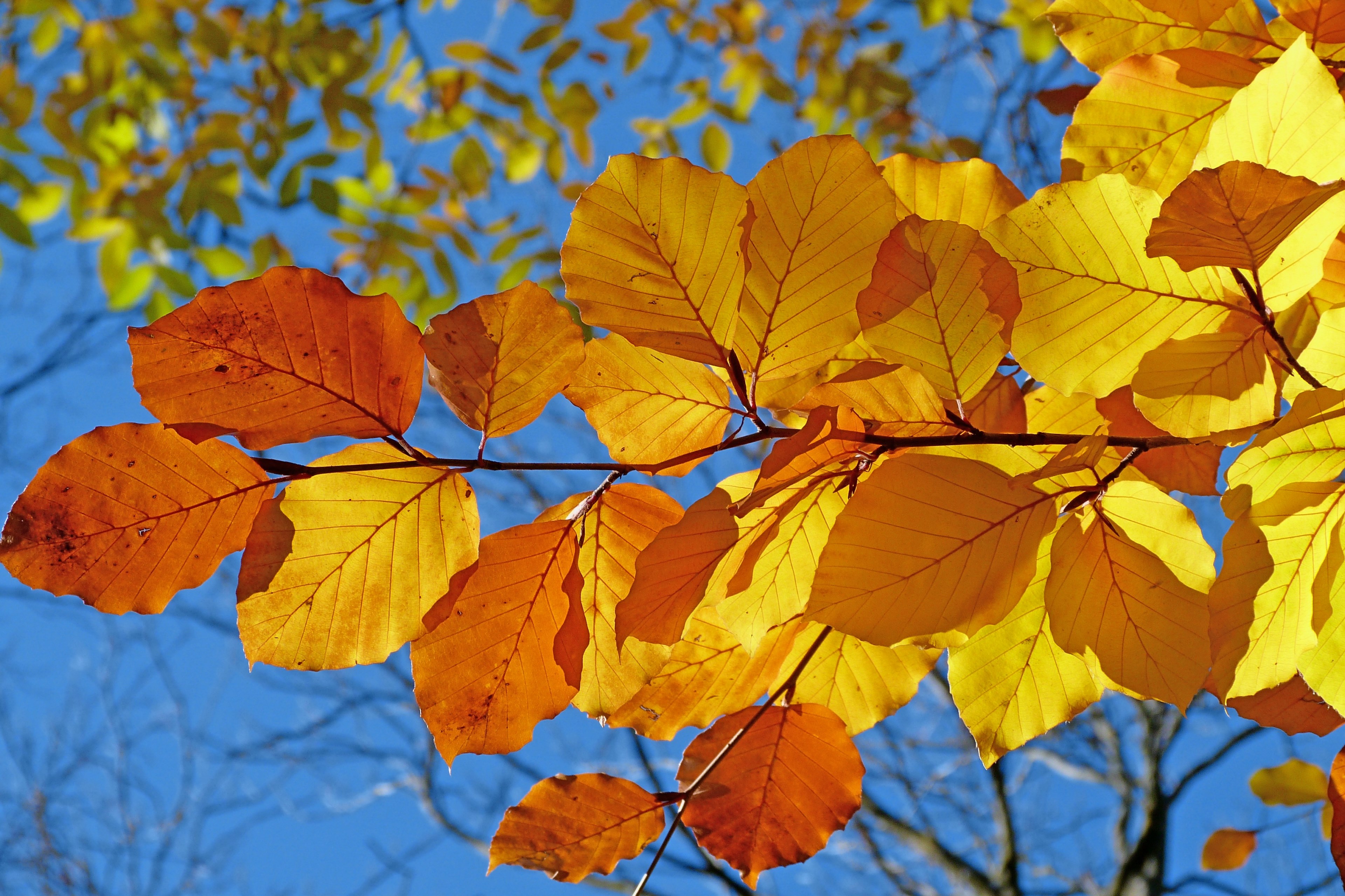 foliage beech leaves fall bright colors contrast 4k, HD Wallpaper