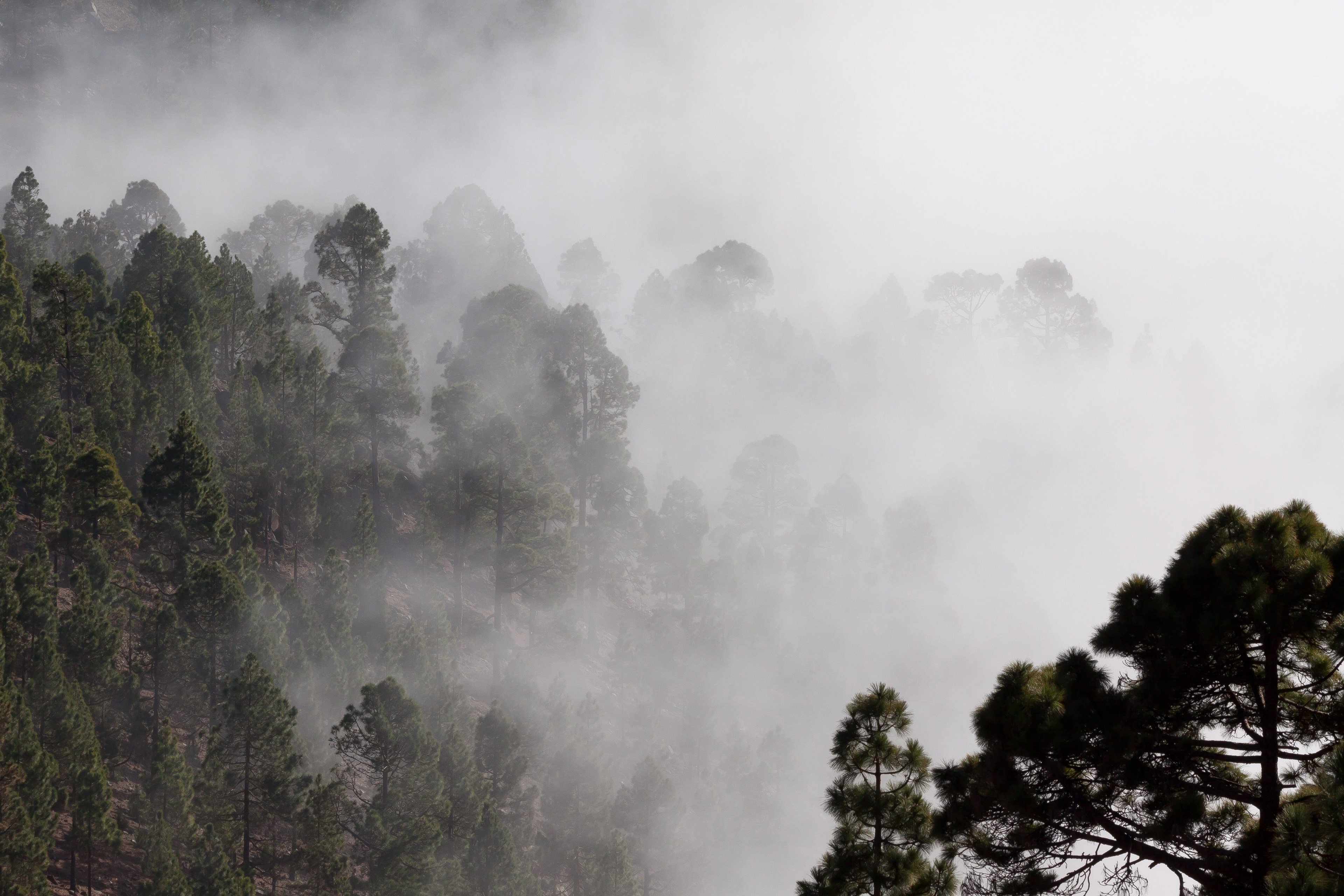 fog outlines pine trees mysterious landscape 4k, HD Wallpaper