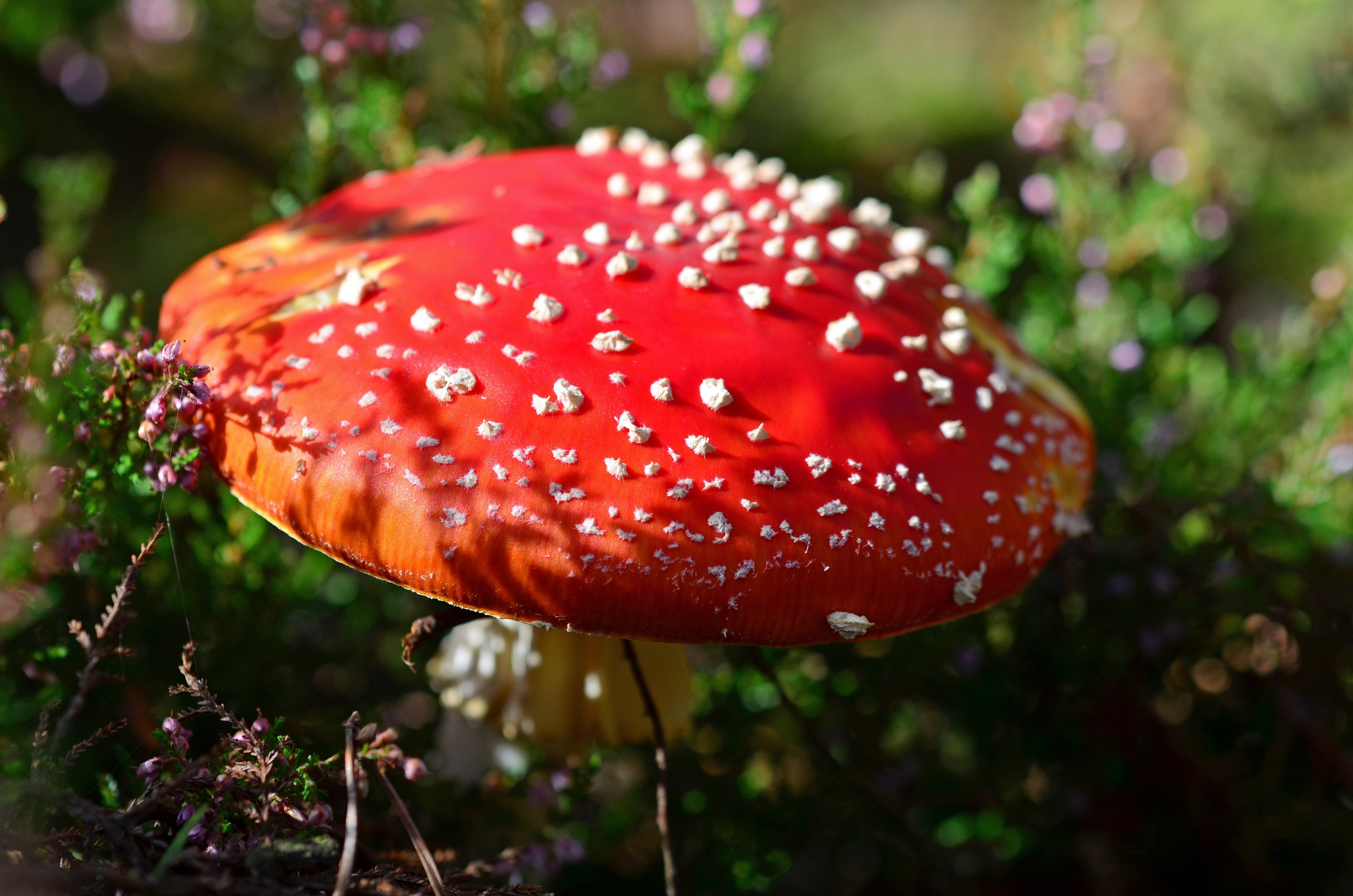 fly agaric mushroom red fly agaric mushroom toxic 4k, HD Wallpaper