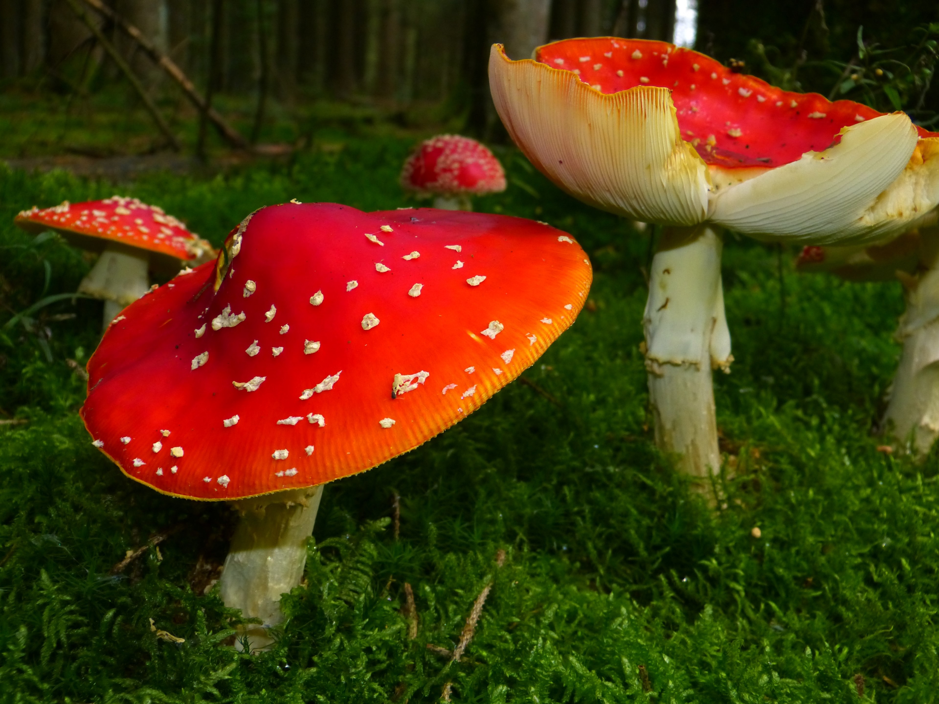 fly agaric mushrooms red fly agaric mushroom toxic 4k, HD Wallpaper