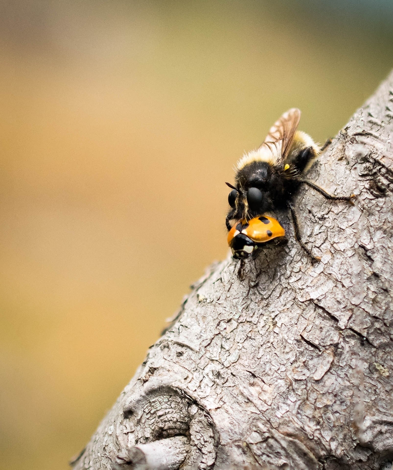 fly nature animal insect macro 4k, Phone HD Wallpaper