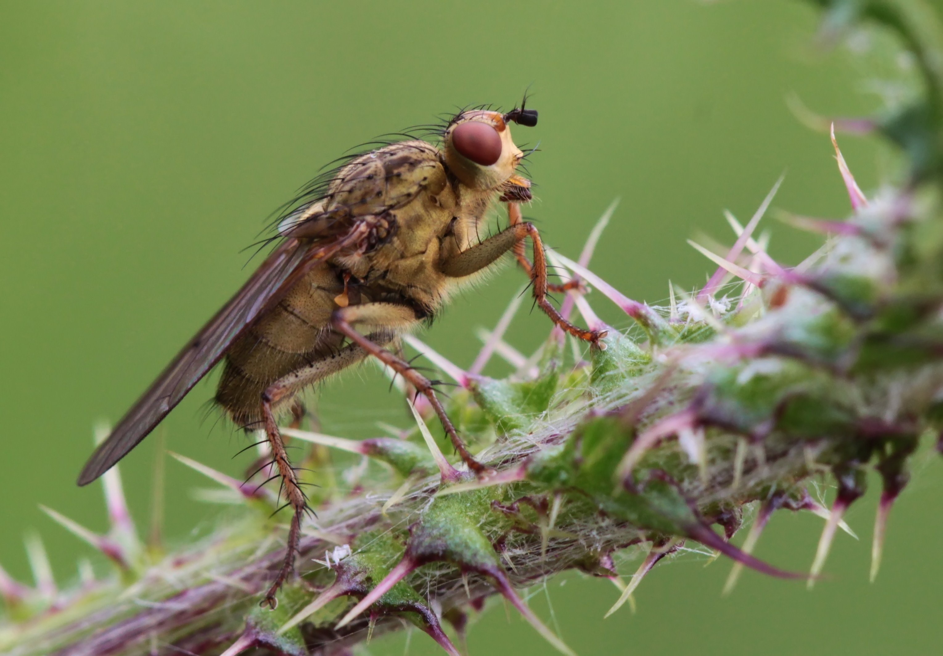 fly insect nature macro close sting prickly 4k, HD Wallpaper