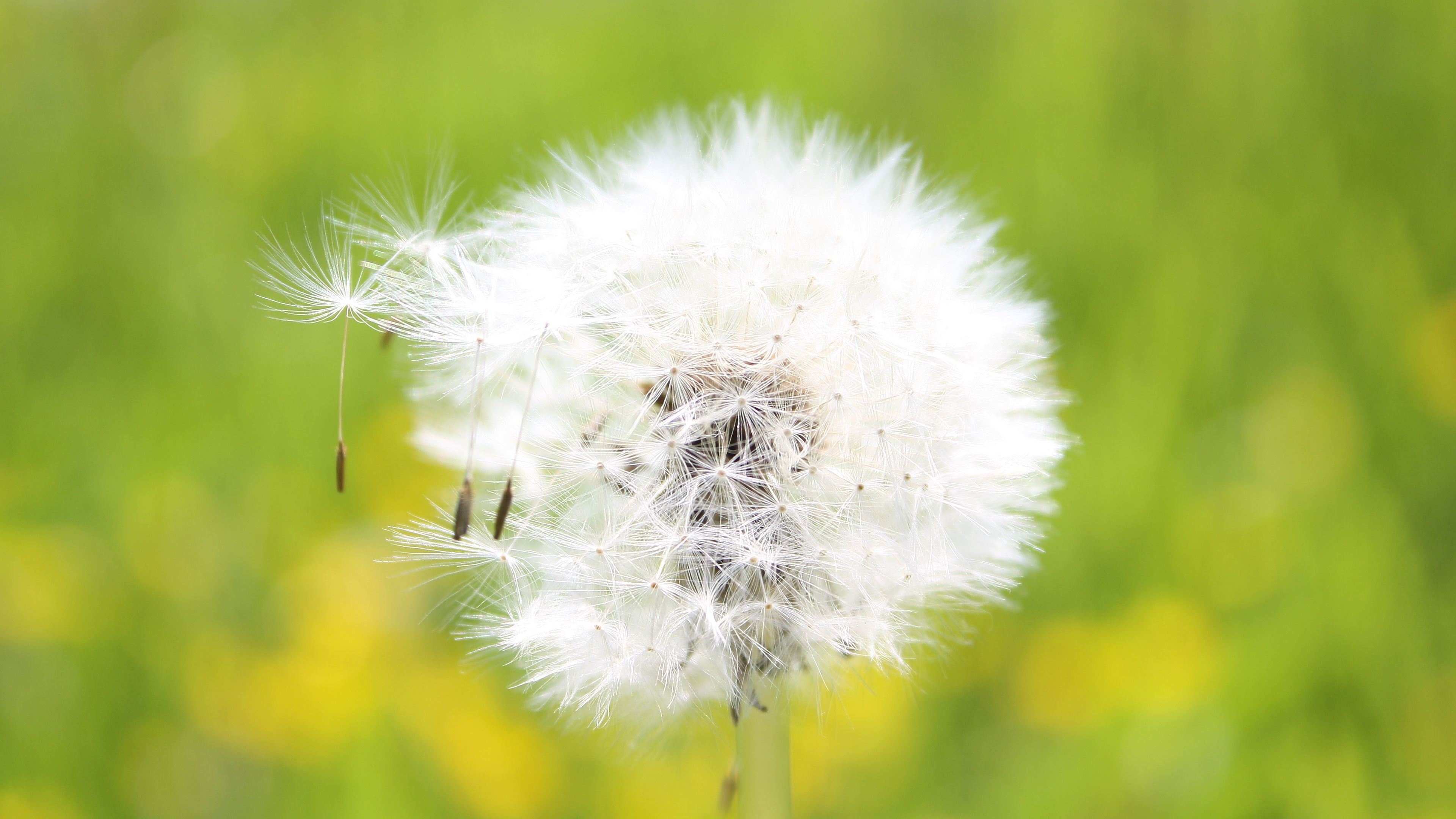 dandelion, grass, seeds, feathers, bright, 4k, HD Wallpaper
