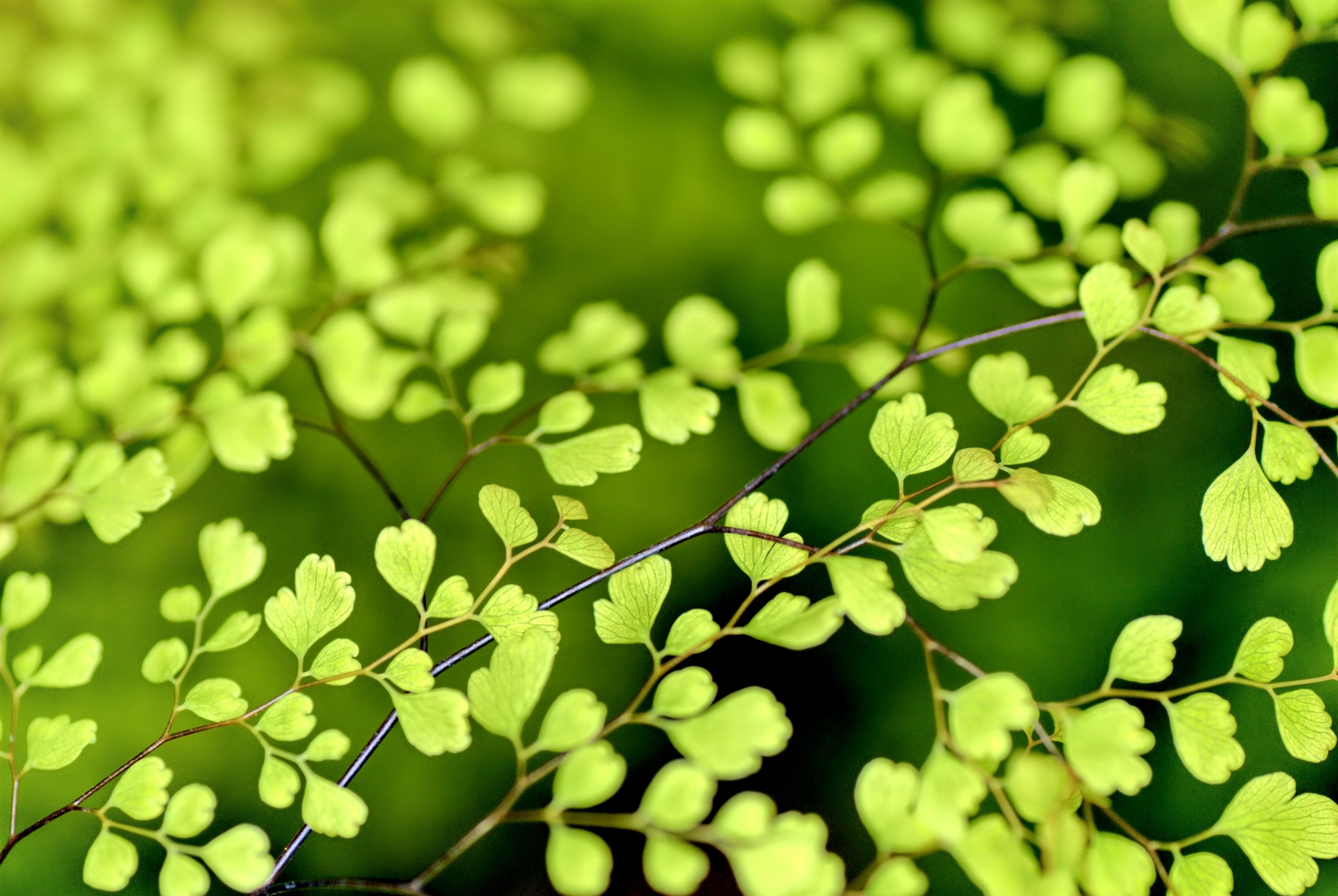 flowers nature plant spring plants beauty 4k, HD Wallpaper