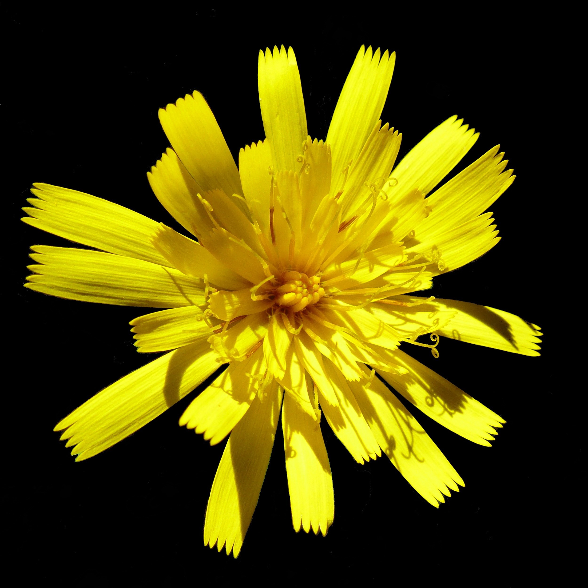 flowers macro nature yellow petal blossomed 4k, Phone HD Wallpaper
