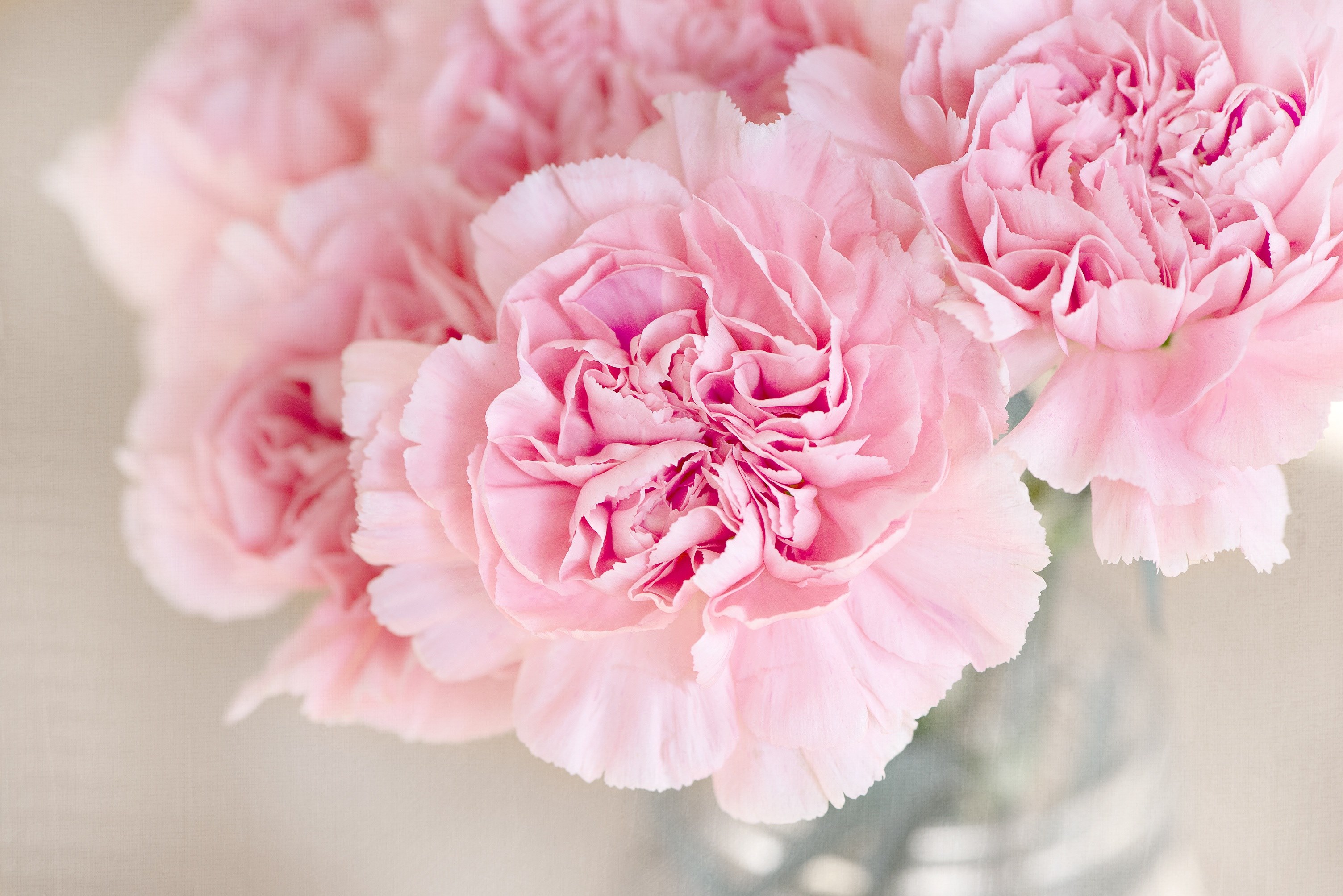 flowers pink cloves cut flowers close 4k, HD Wallpaper