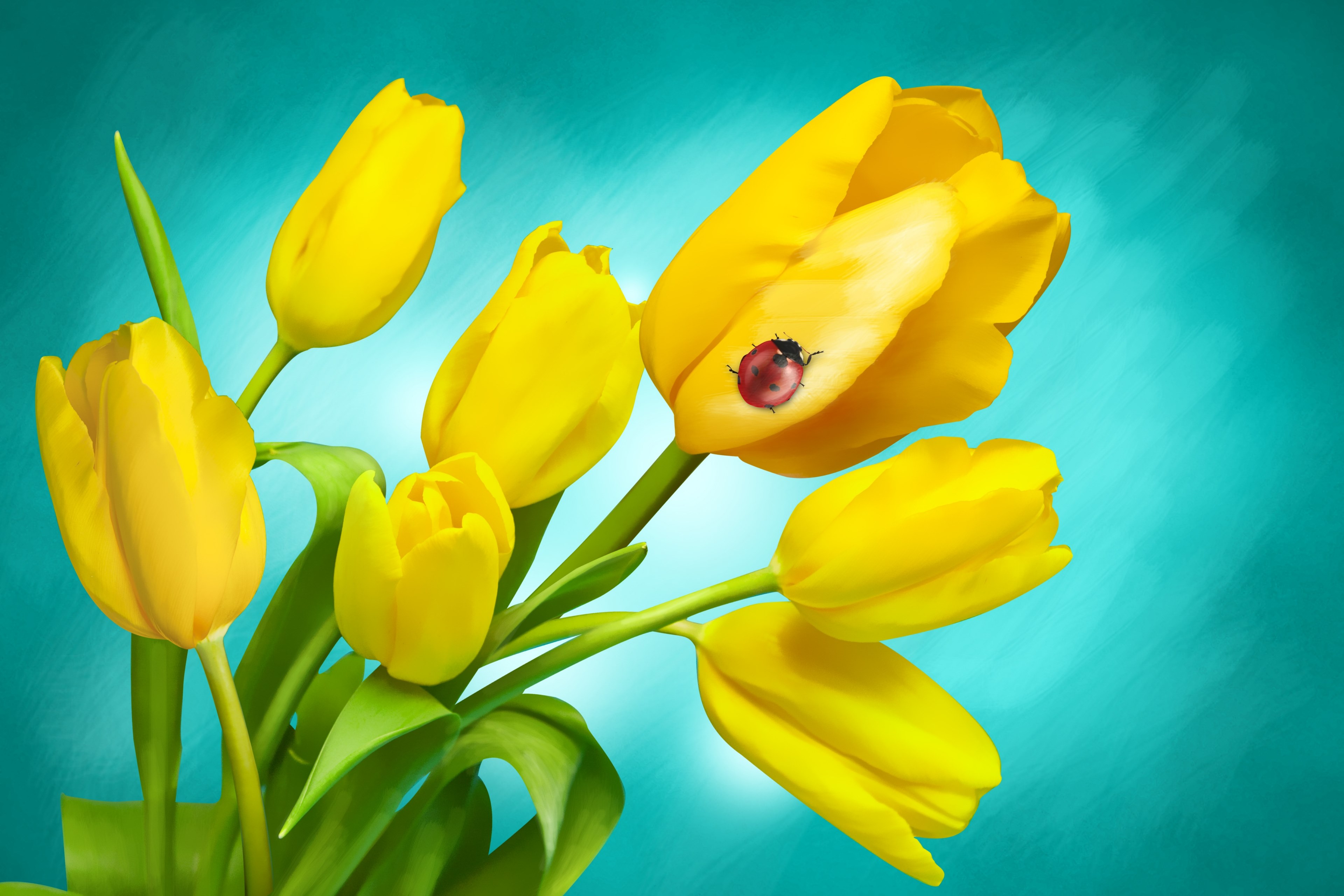 flowers spring tulips plant meadow holidays 4k, HD Wallpaper