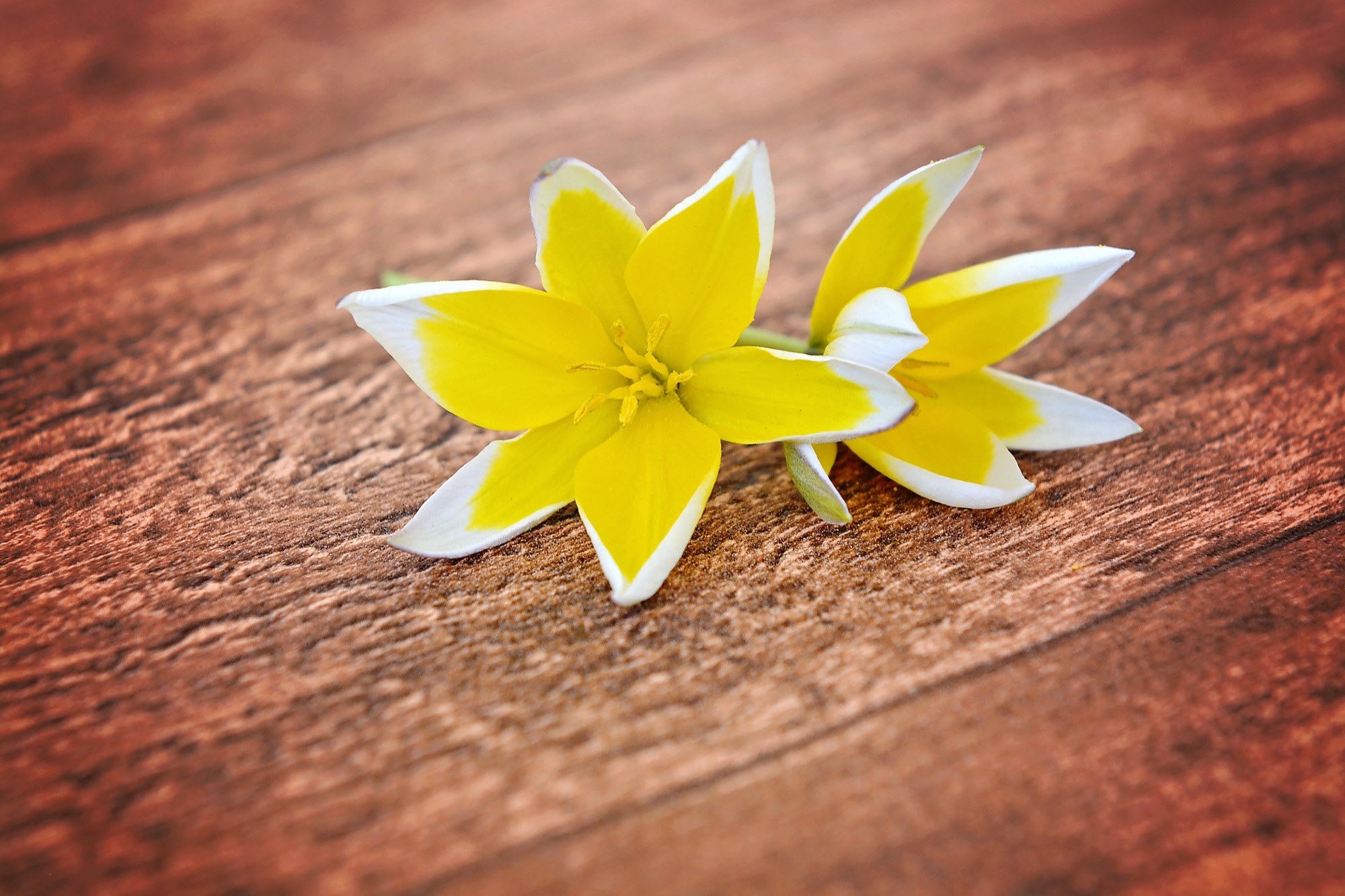flowers star tulips small star tulips yellow white 4k, HD Wallpaper