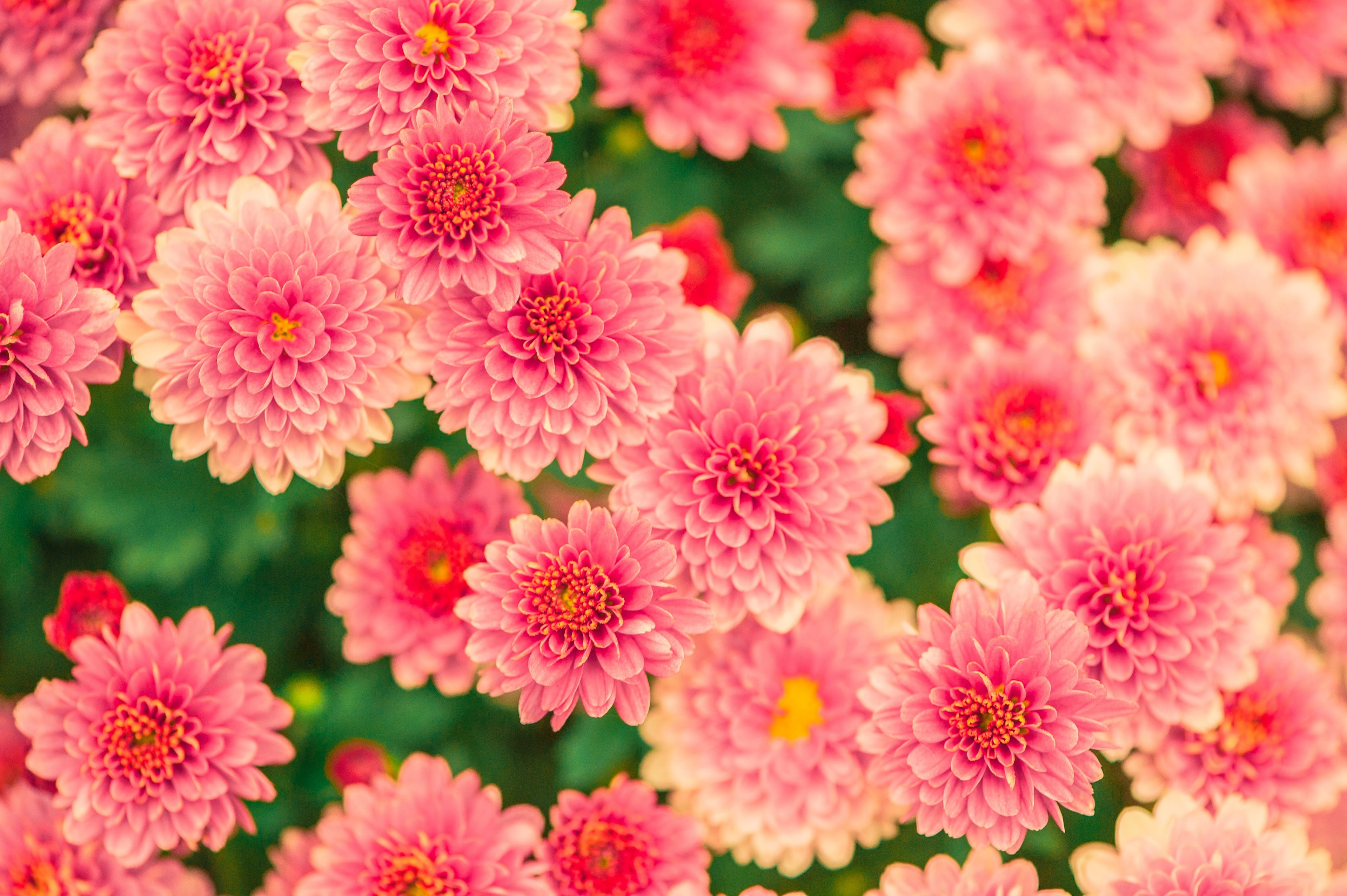 flowers summer pink nature garden plant 4k, HD Wallpaper