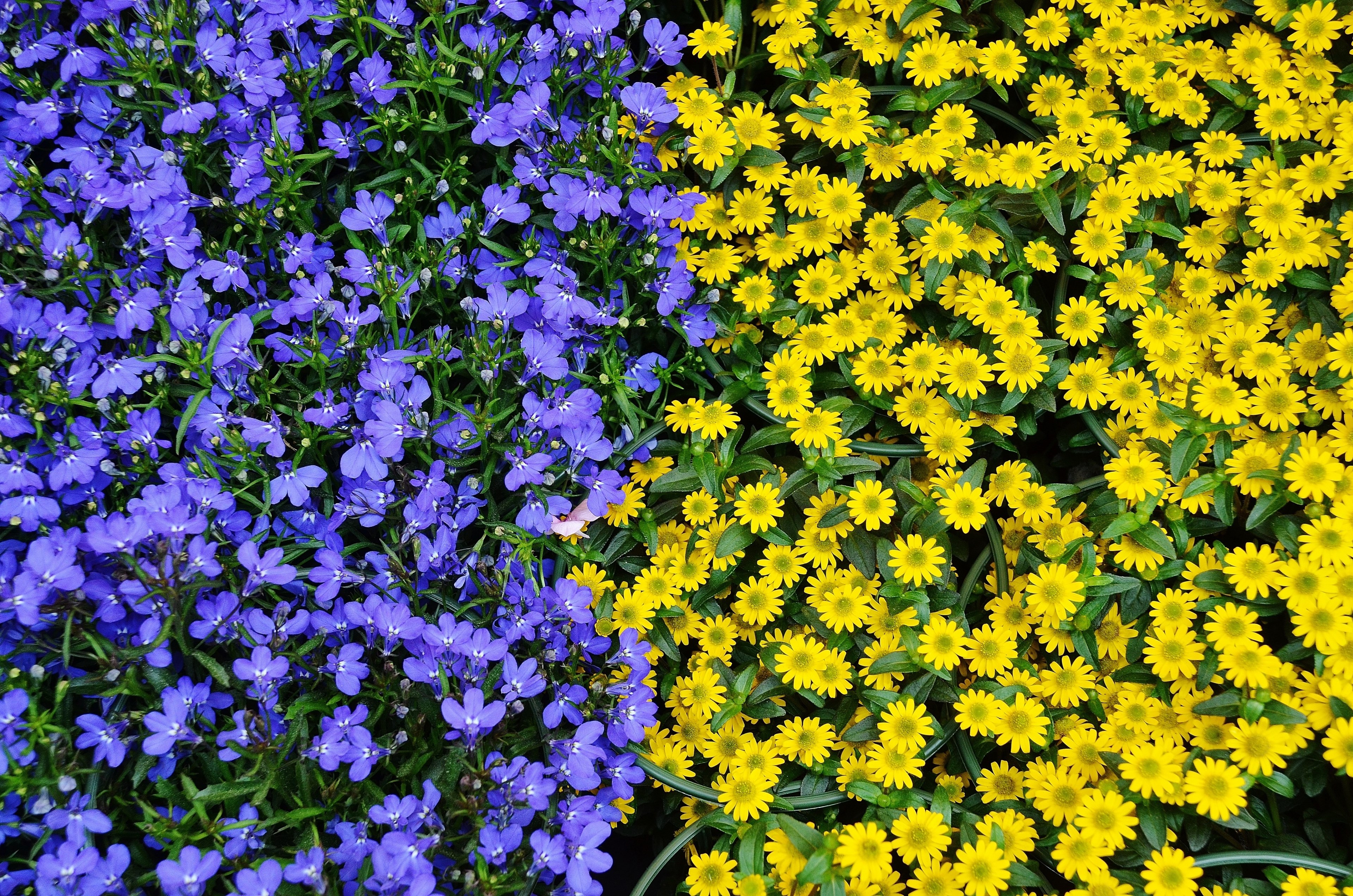 flowers plant nature blue yellow flora colours 4k, HD Wallpaper