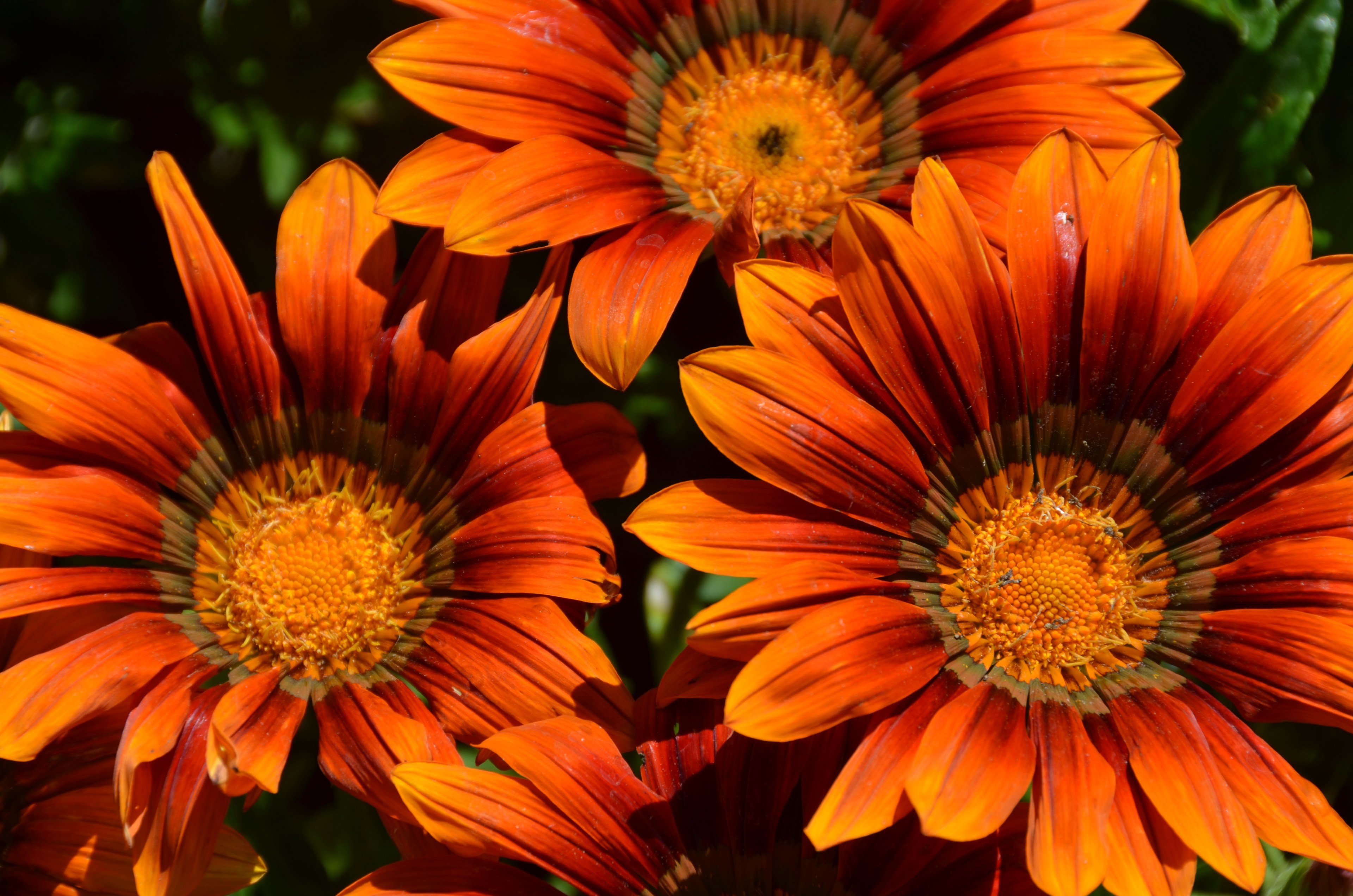 flowers blossom bloom orange plant garden summer 4k, HD Wallpaper