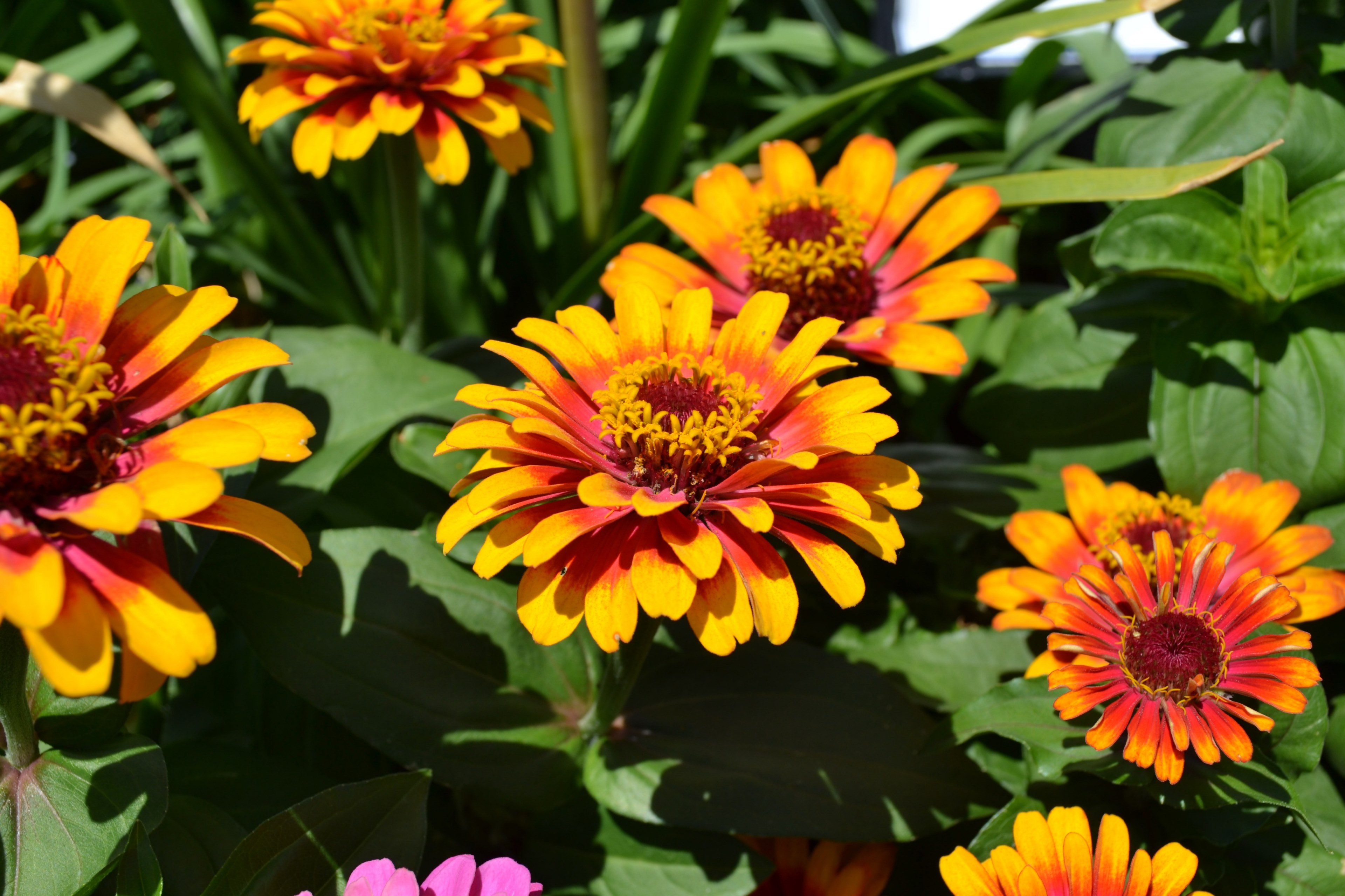 flowers summer orange yellow nature flora zinnia 4k, HD Wallpaper