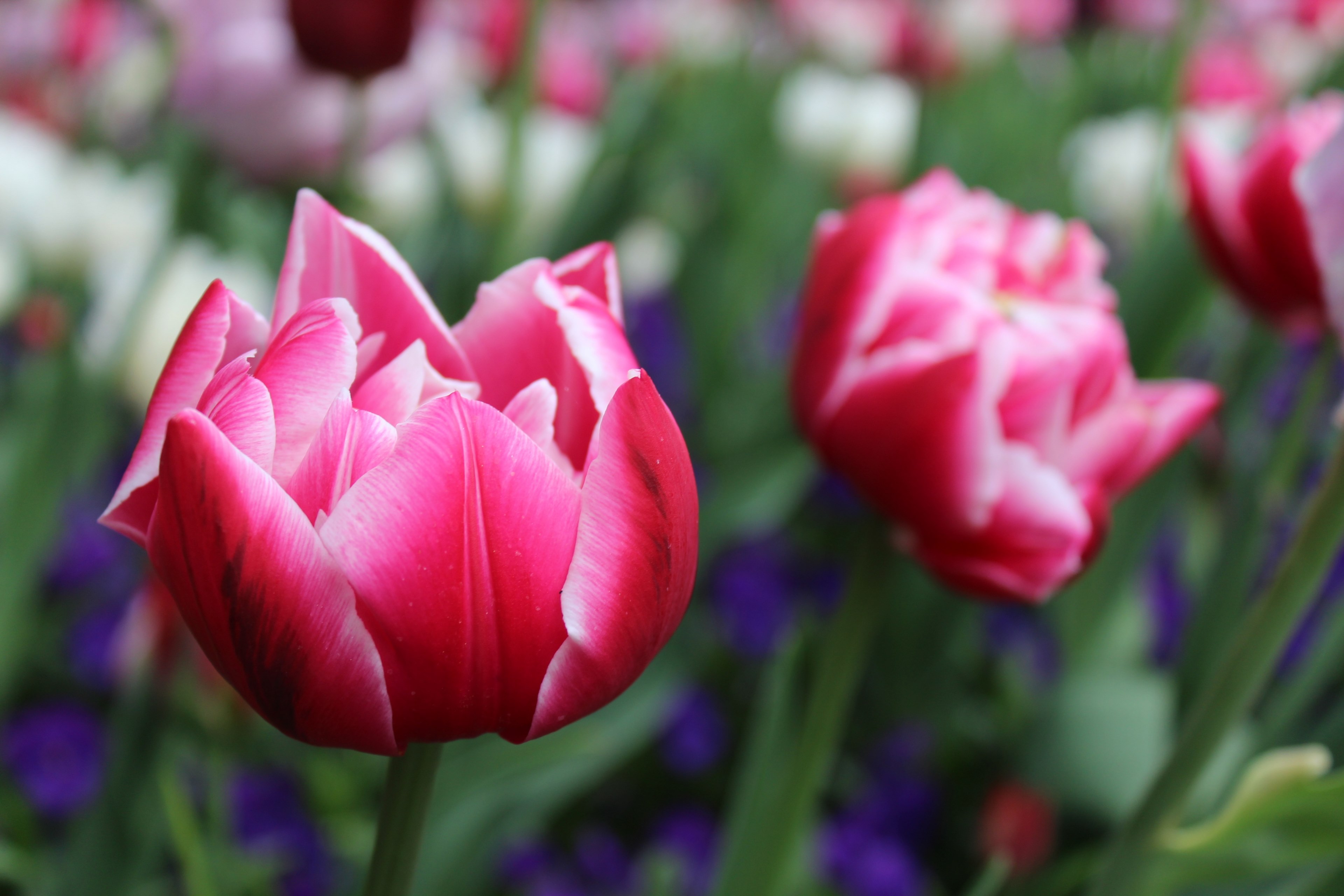 flower flowers nature plant nature flower 4k, HD Wallpaper