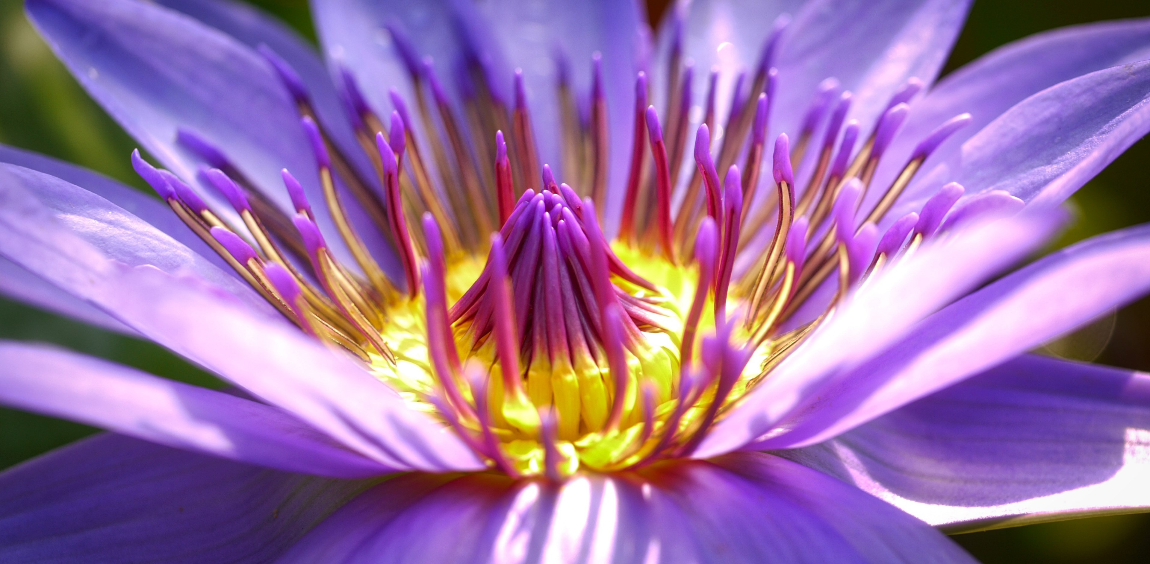 flower blossom bloom nature purple flower close 4k, HD Wallpaper
