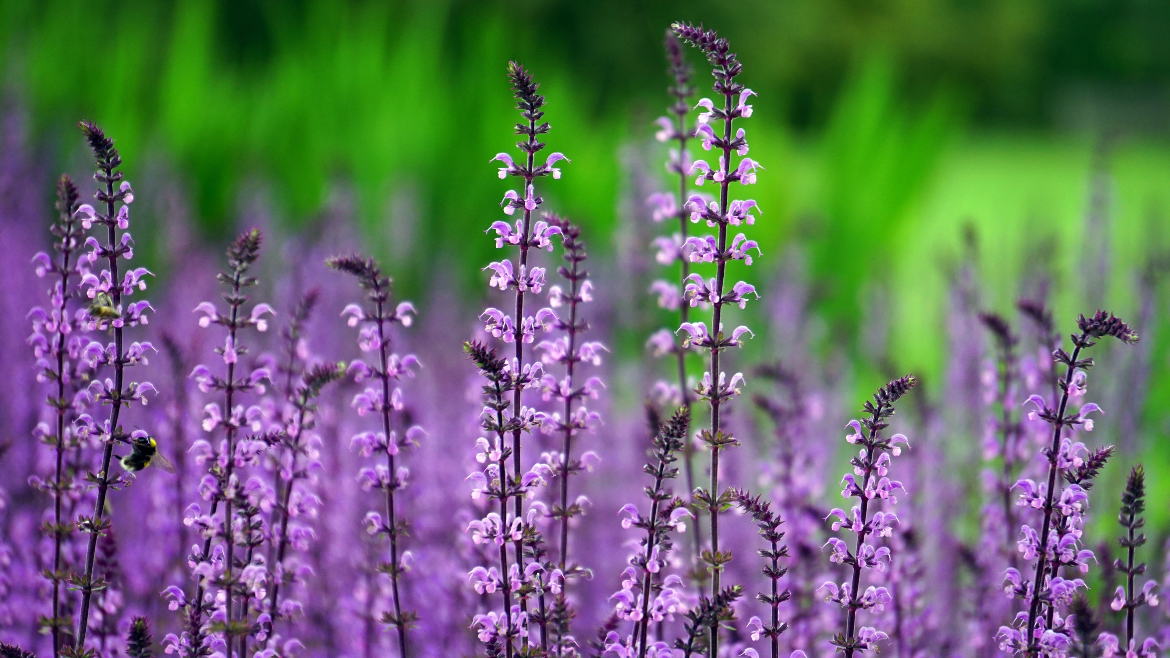 flower pink pink flowers nature petal garden 4k, HD Wallpaper
