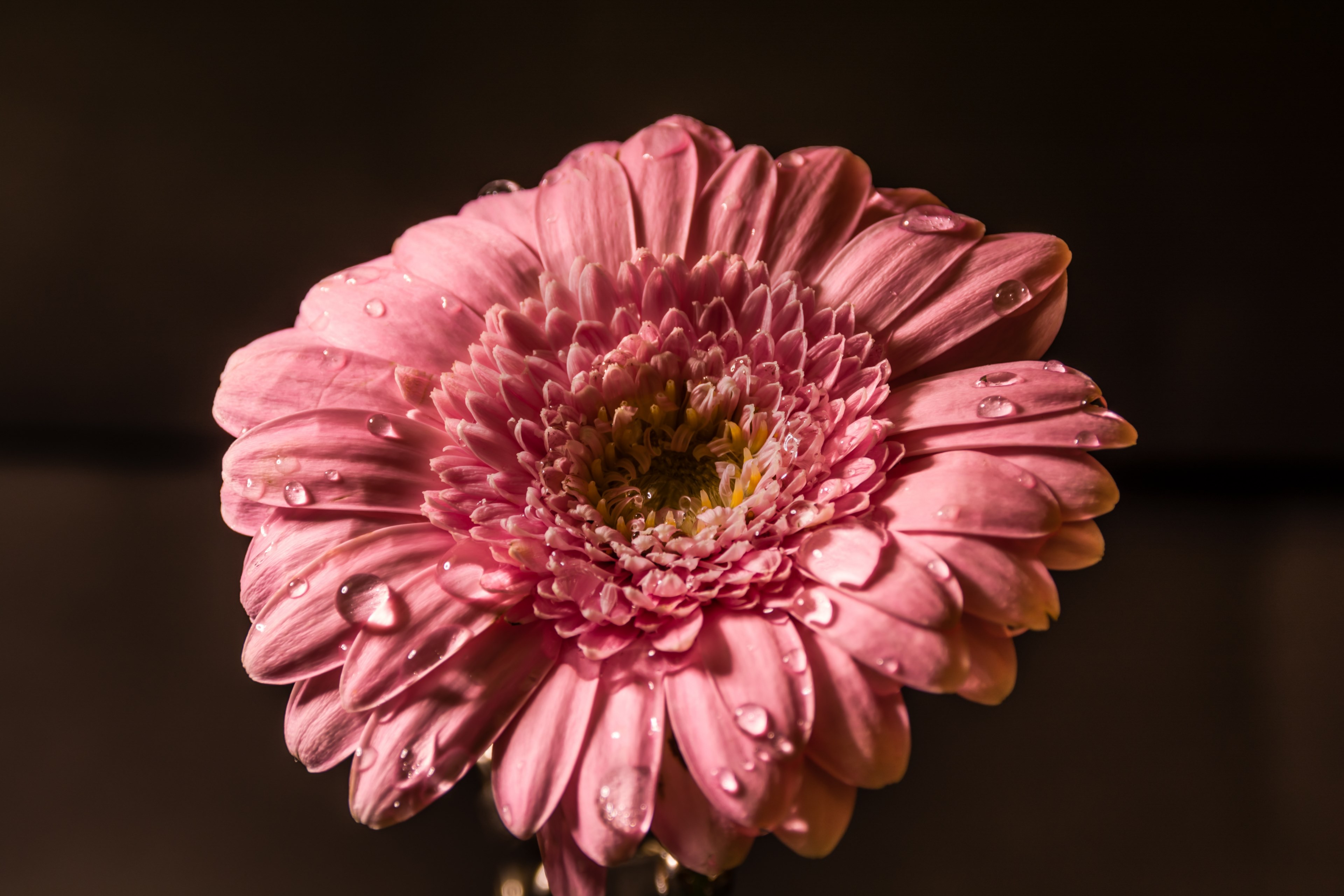 flower pink water drops pink flowers nature 4k, HD Wallpaper
