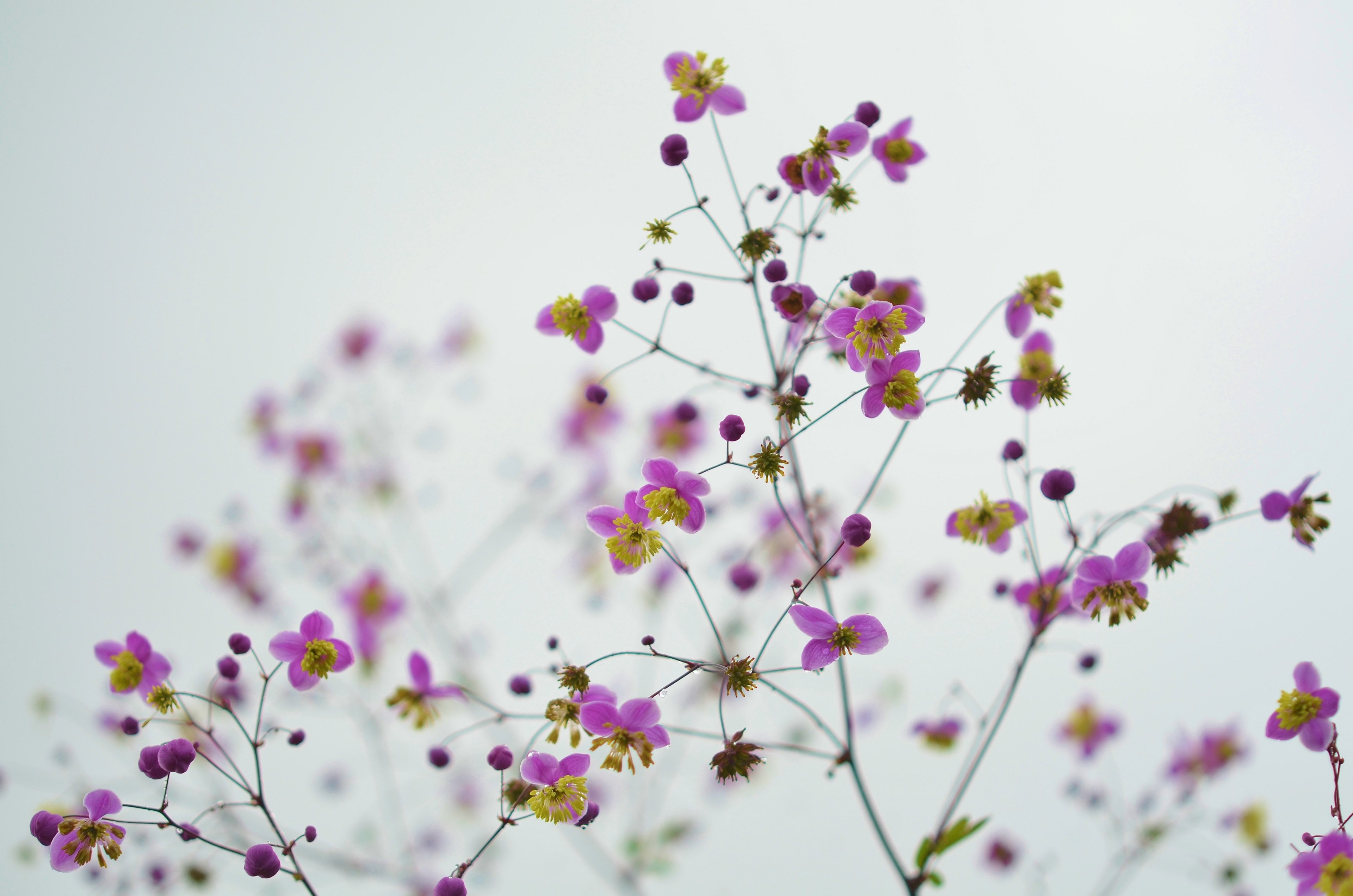 flower floral blossom nature spring summer bloom 4k, HD Wallpaper