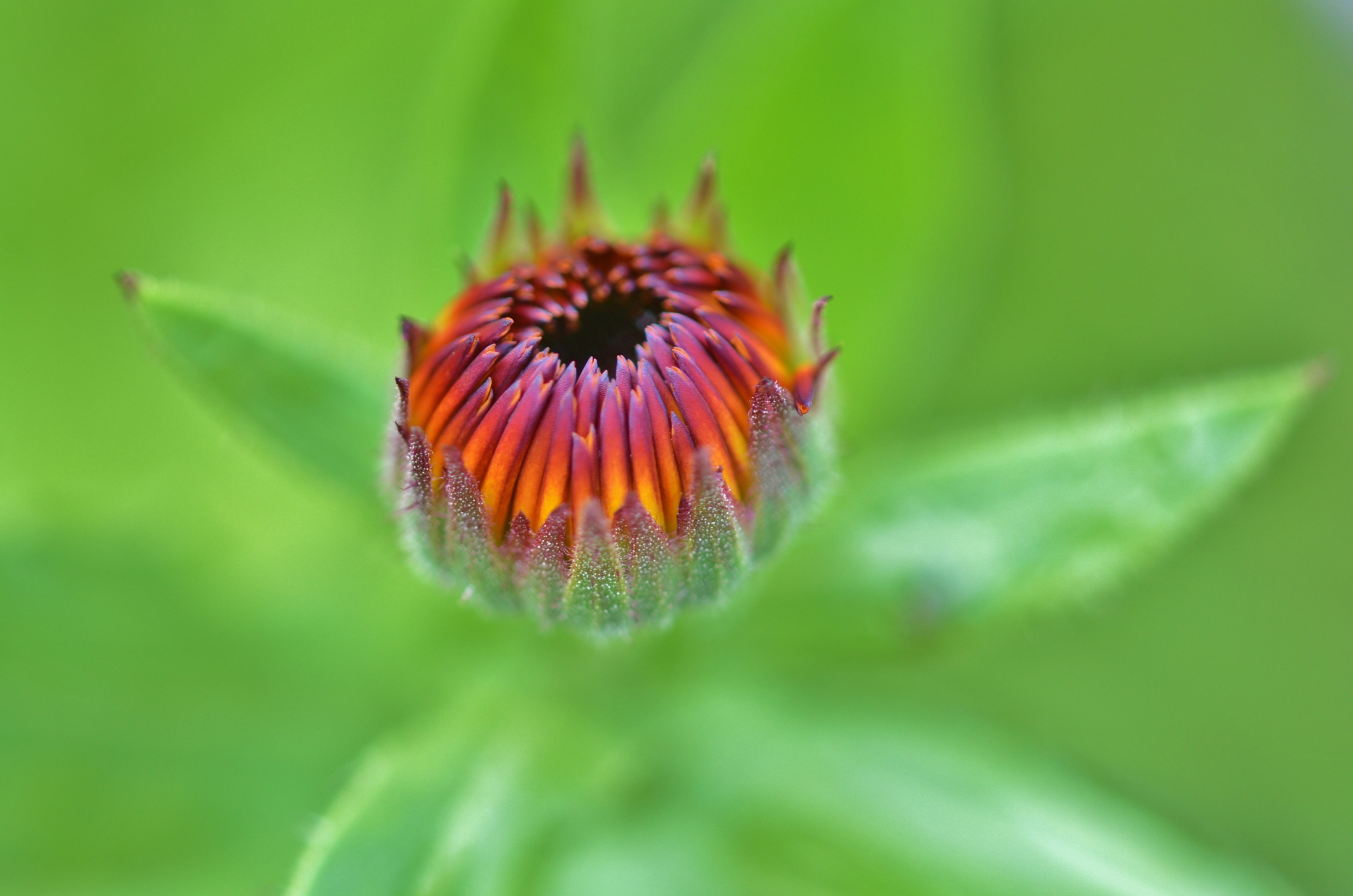 flower floral blossom nature spring summer bloom 4k, HD Wallpaper