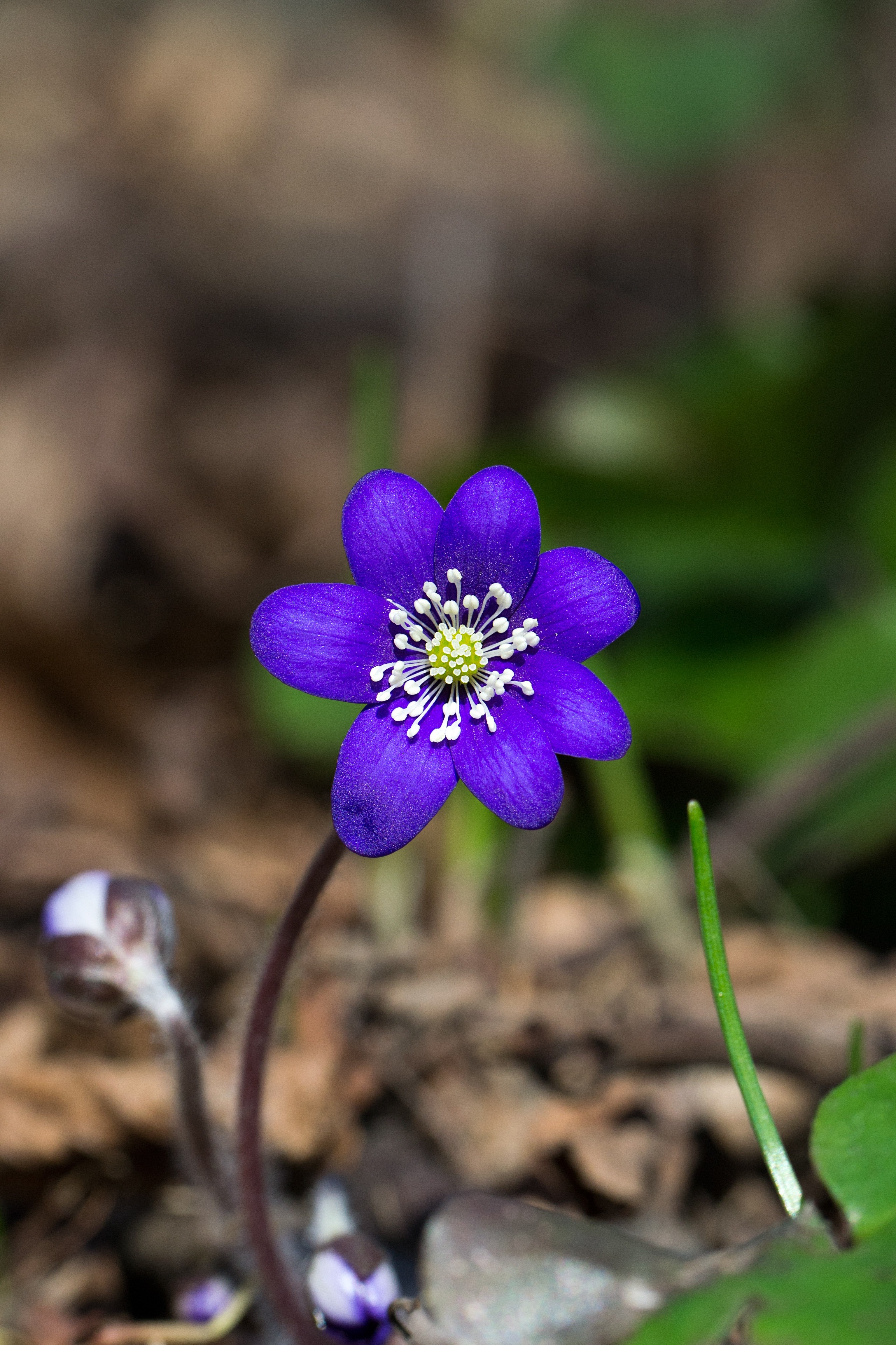 flower blue forest plant spring hepatica 4k, Phone HD Wallpaper