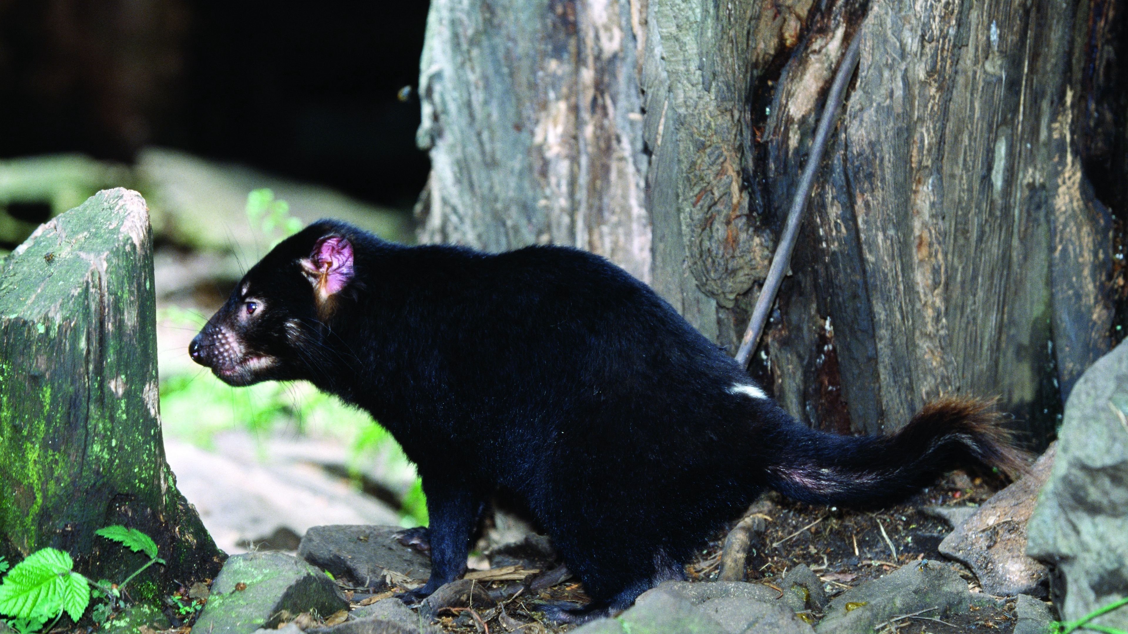 tasmanian devil, grass, food, walk, 4k, HD Wallpaper