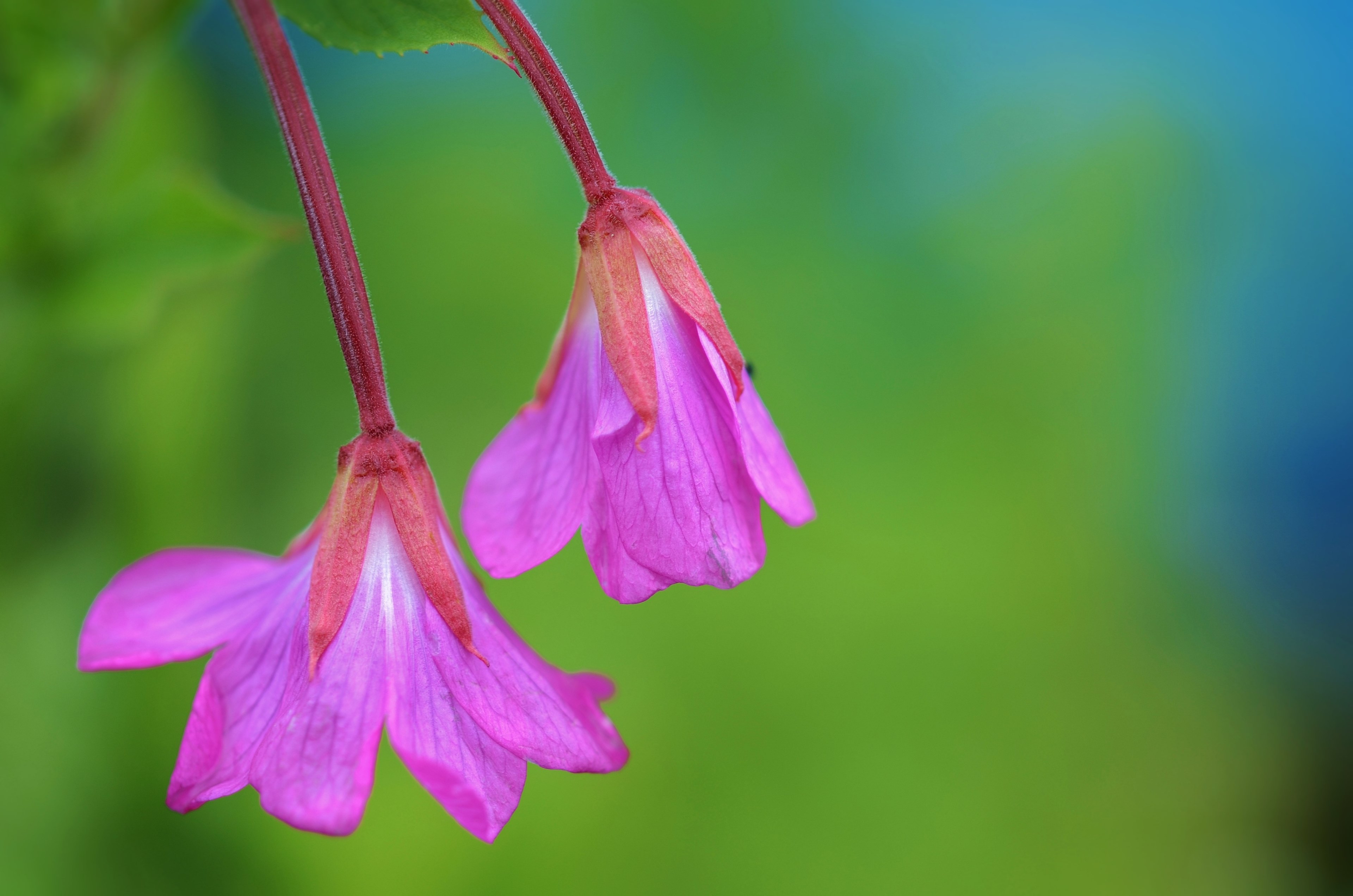 flower nature spring natural summer plant floral 4k, HD Wallpaper