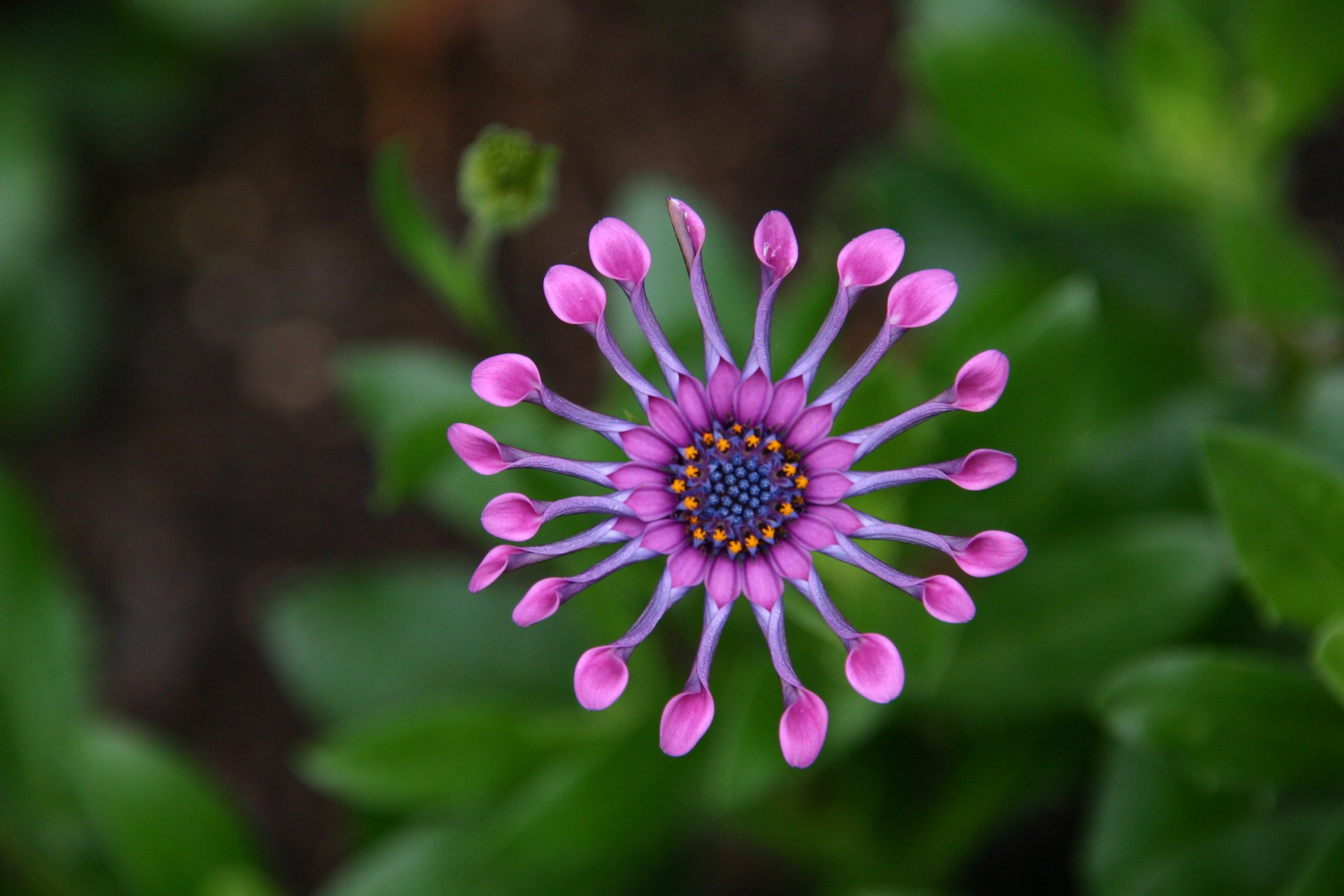 flower soprano lilac spoon red cactus flower 4k, HD Wallpaper