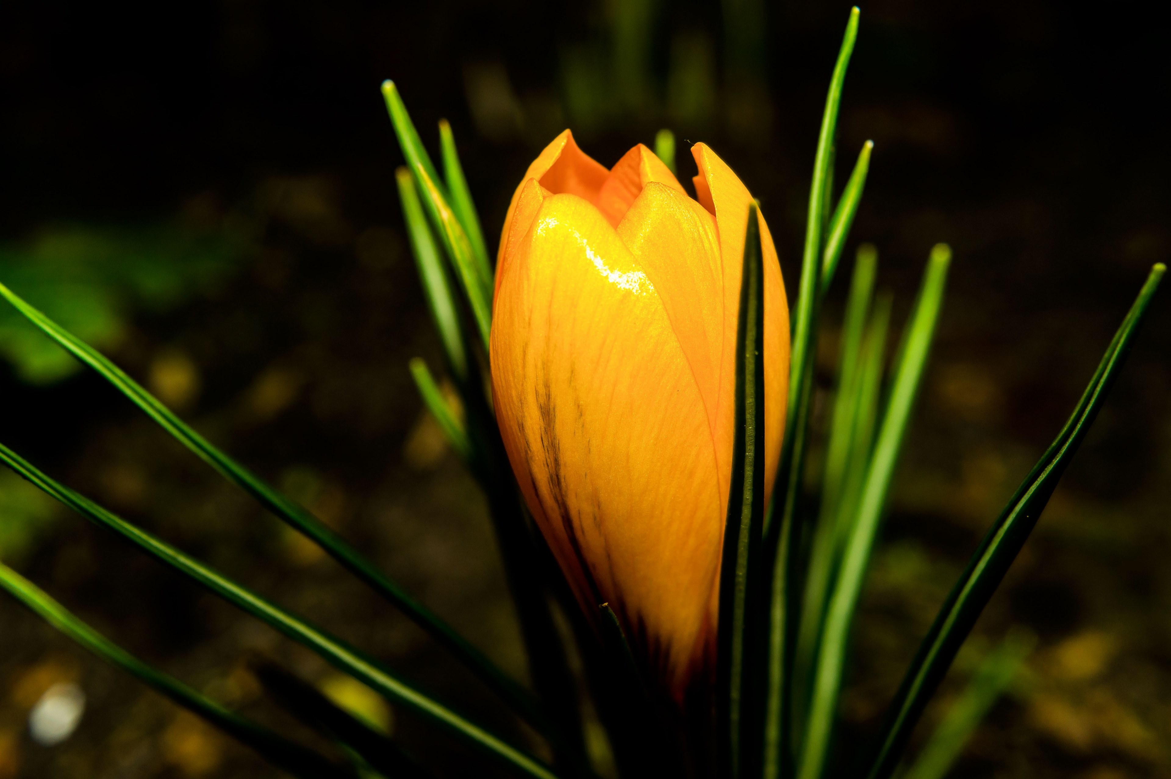flower blossom bloom winter crocus yellow plant 4k, HD Wallpaper