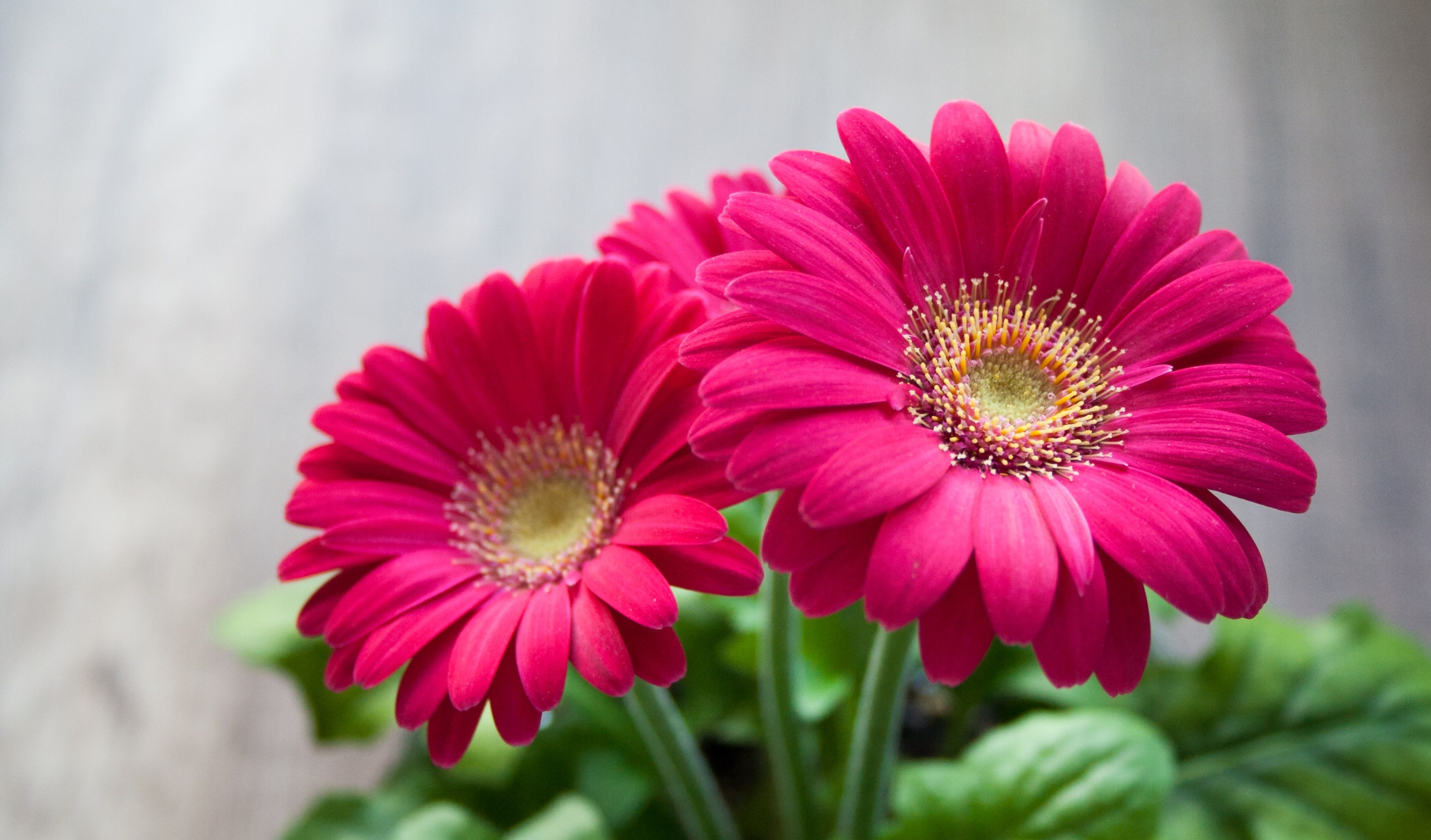 flower spring summer gerbera beautiful pink 4k, HD Wallpaper