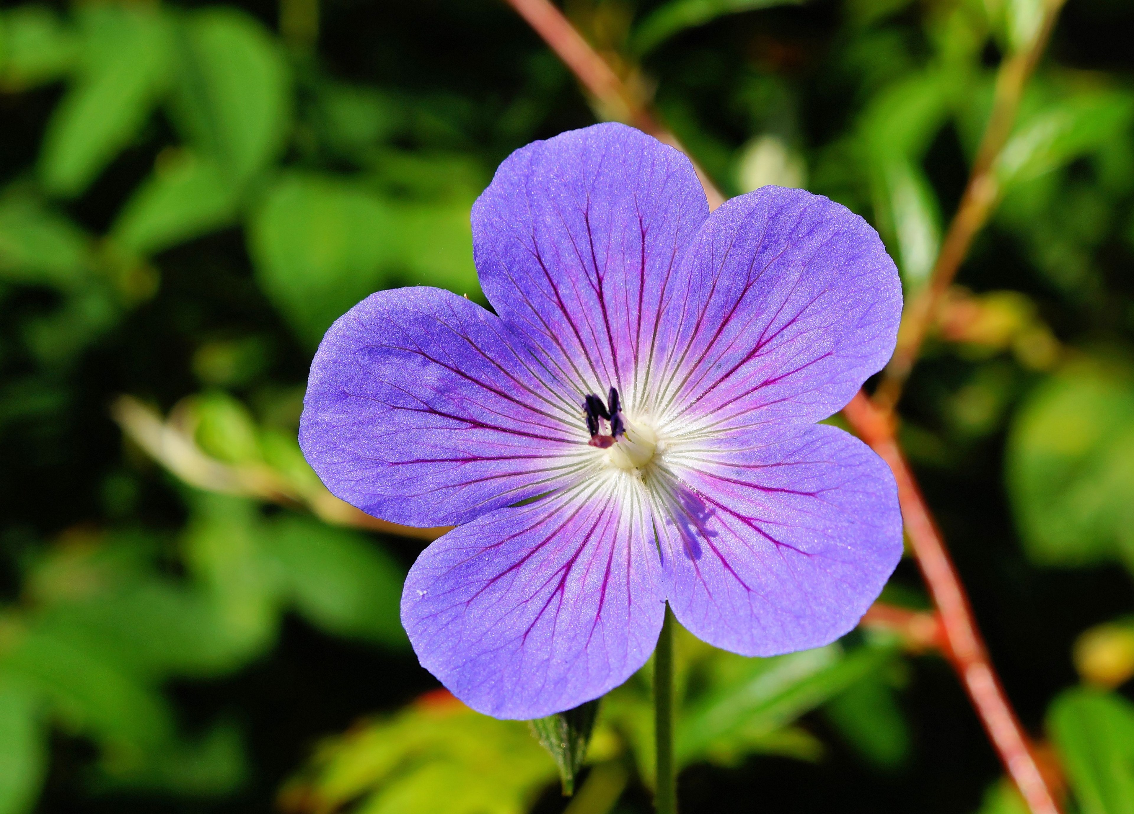 flower blossom bloom blue close flora beautiful 4k, HD Wallpaper