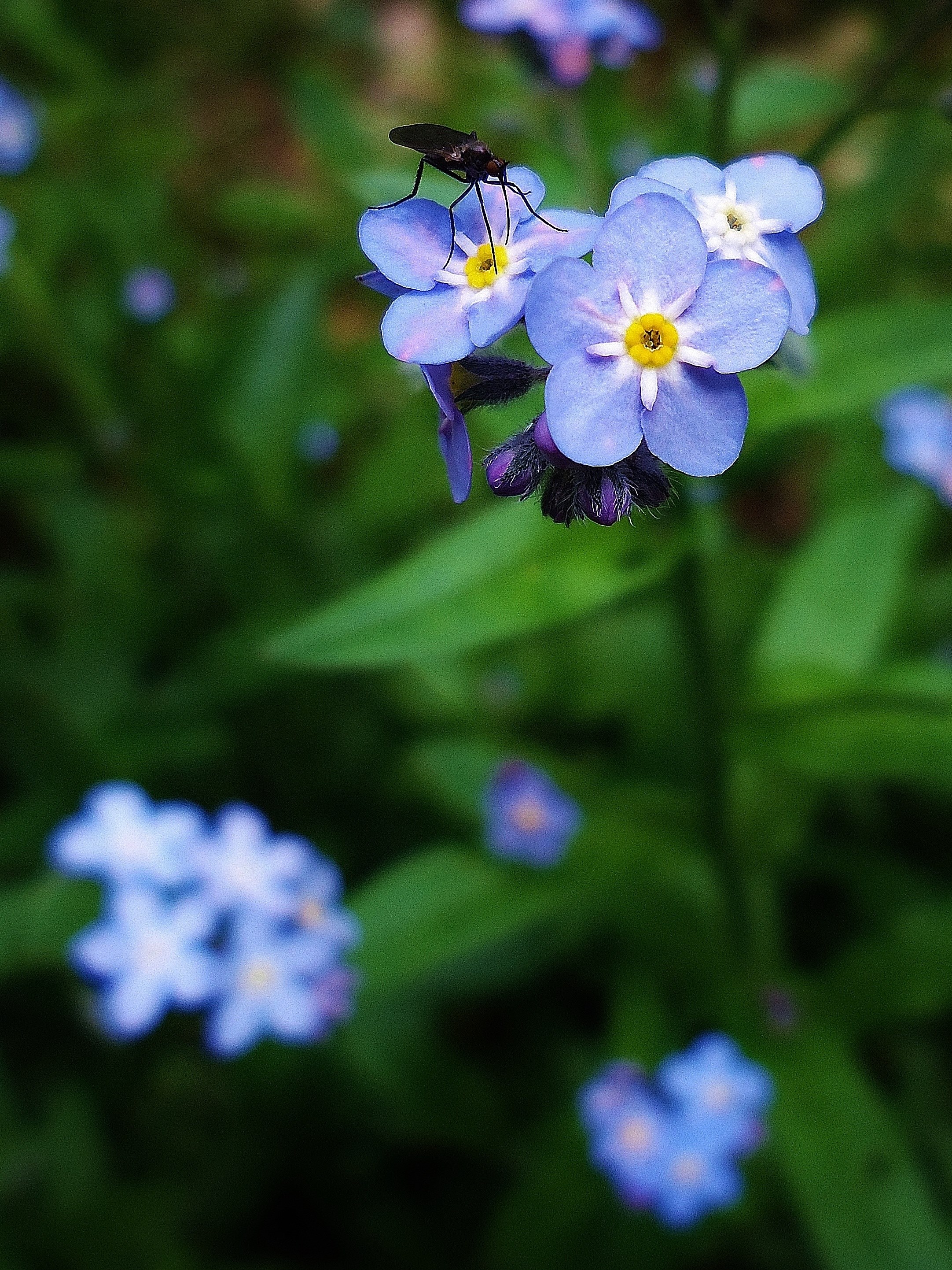 flower flowers insect blue violet green nature 4k, Phone HD Wallpaper
