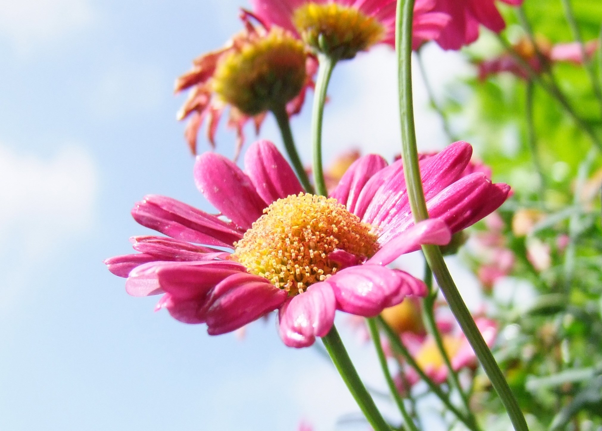 flower marguerite pink blossom bloom plant nature 4k, HD Wallpaper