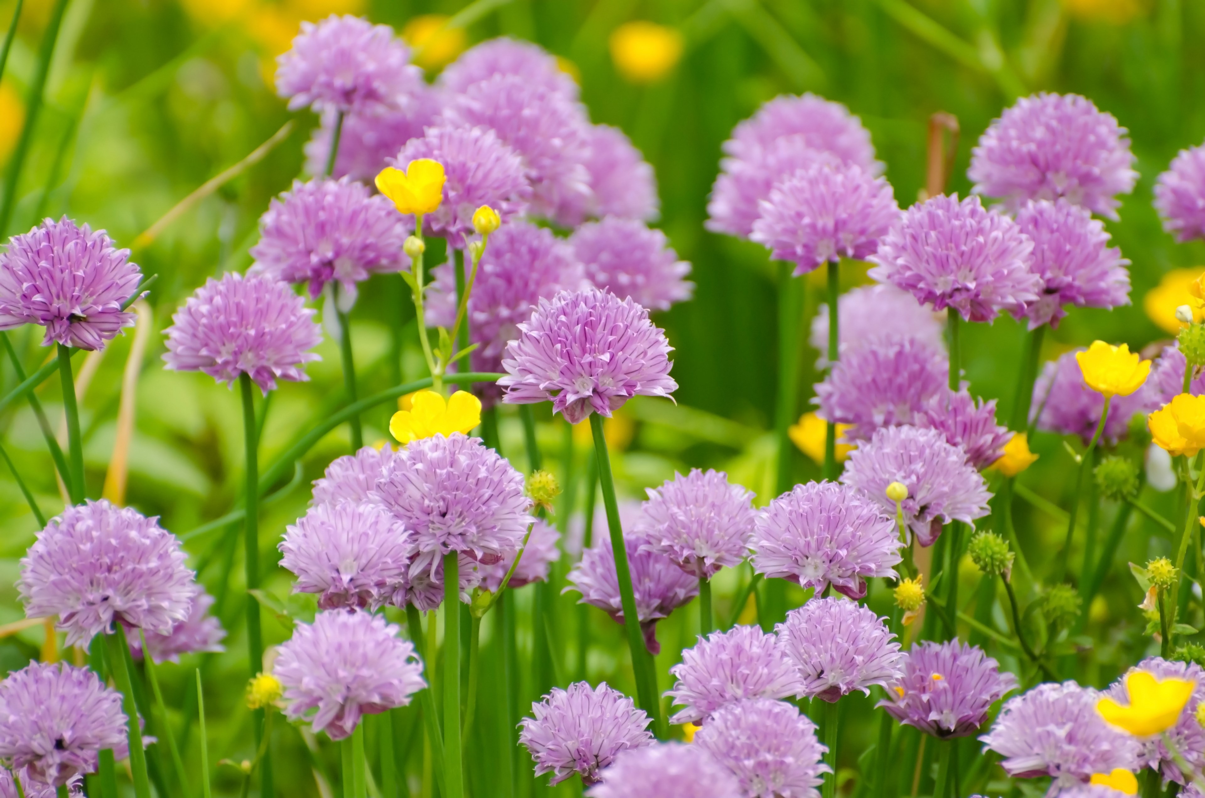 flower summer spring gardening macro object 4k, HD Wallpaper