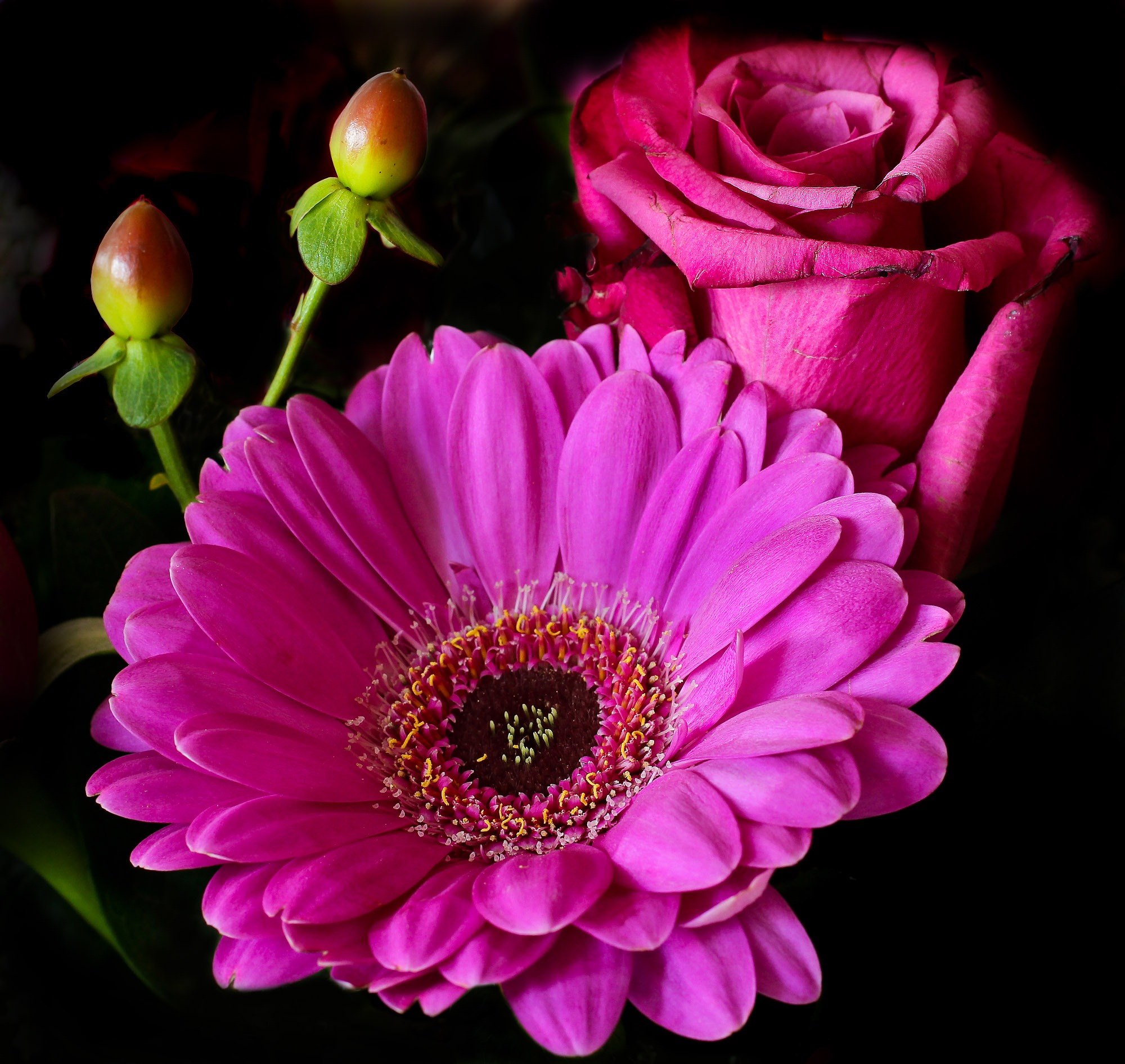 flower rose blossom bloom plant pink gerbera 4k, HD Wallpaper