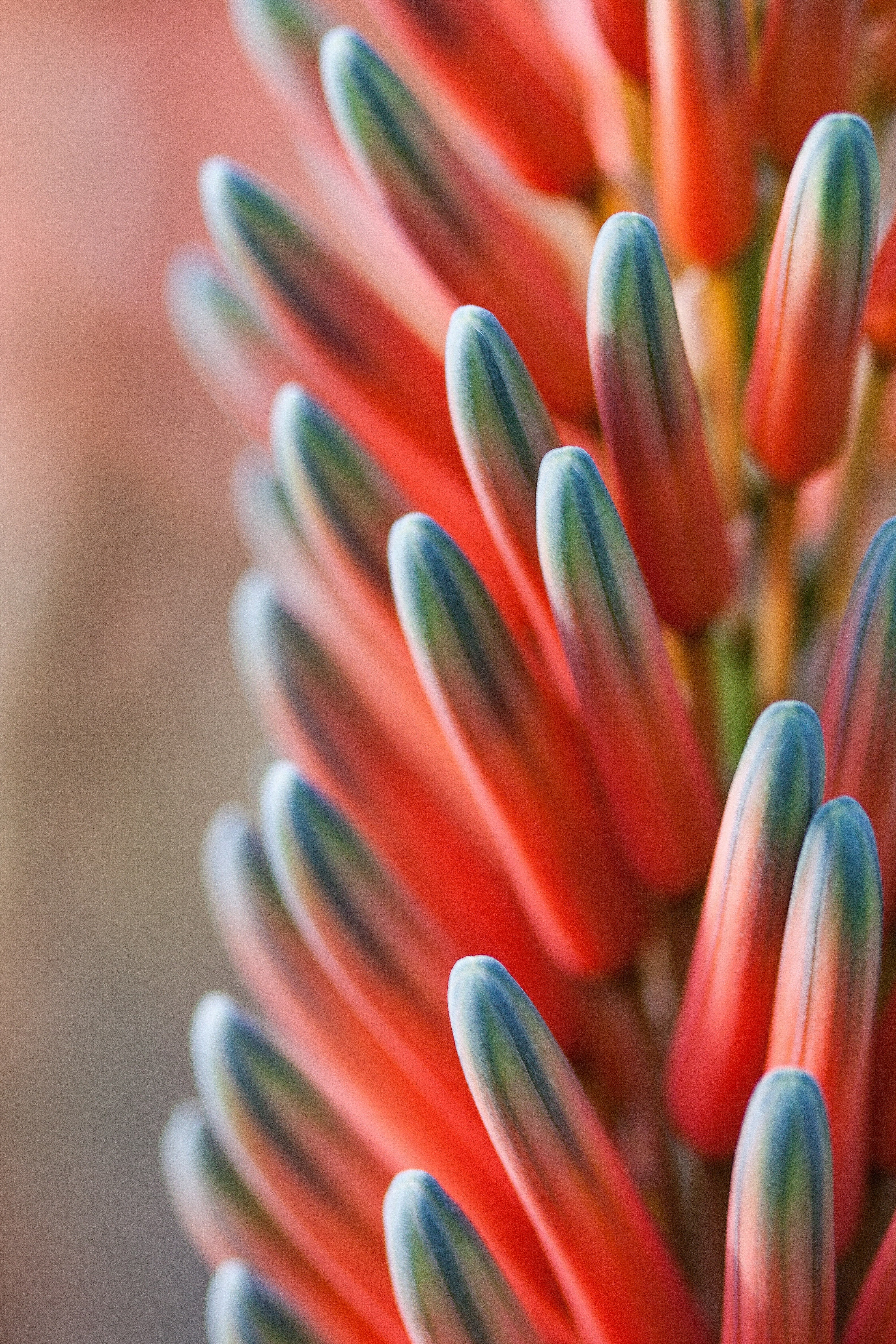 flower plant tender fine blossom bloom bloom 4k, Phone HD Wallpaper