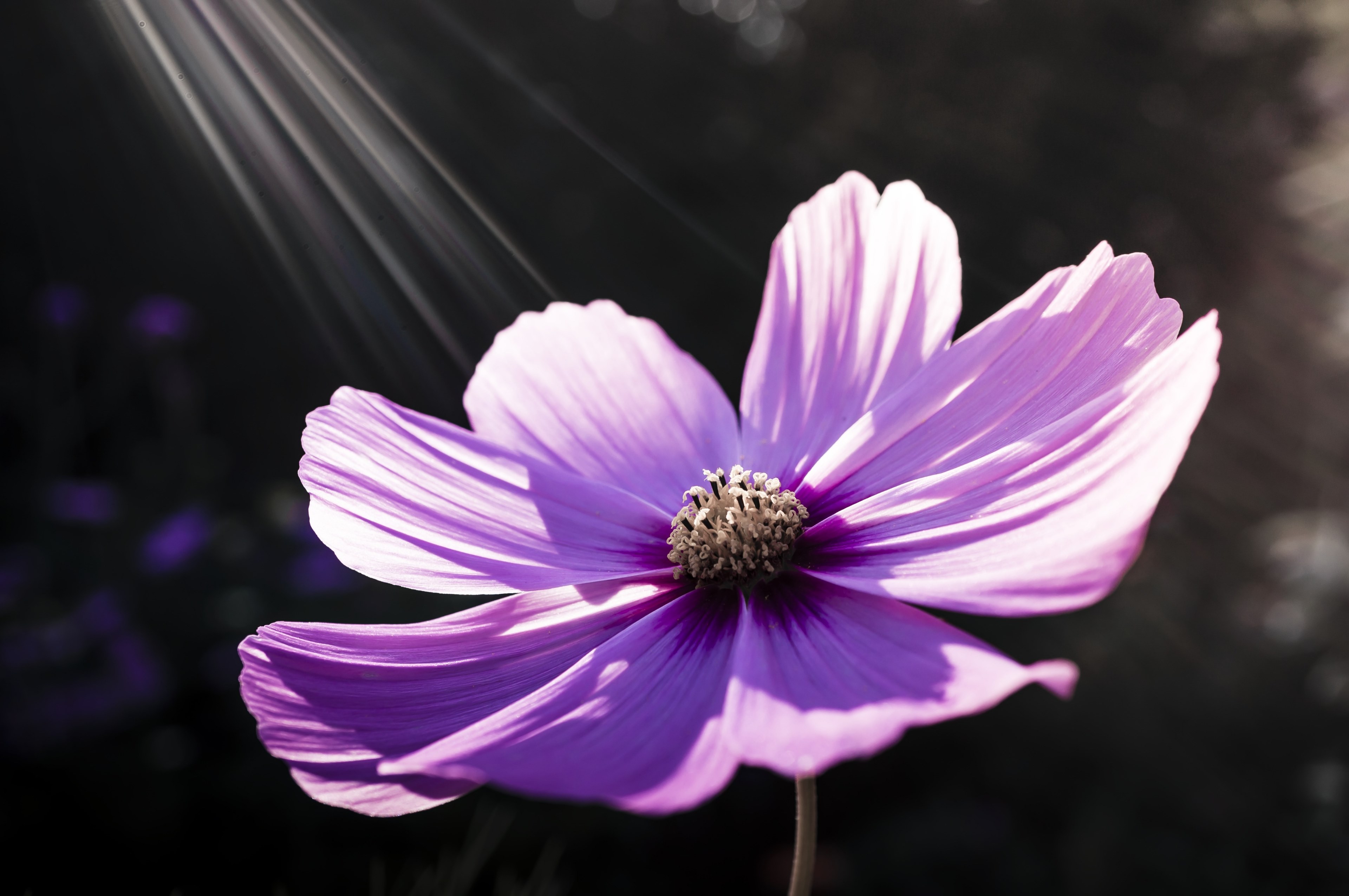 flower flowers nature pink flower spring plant 4k, HD Wallpaper