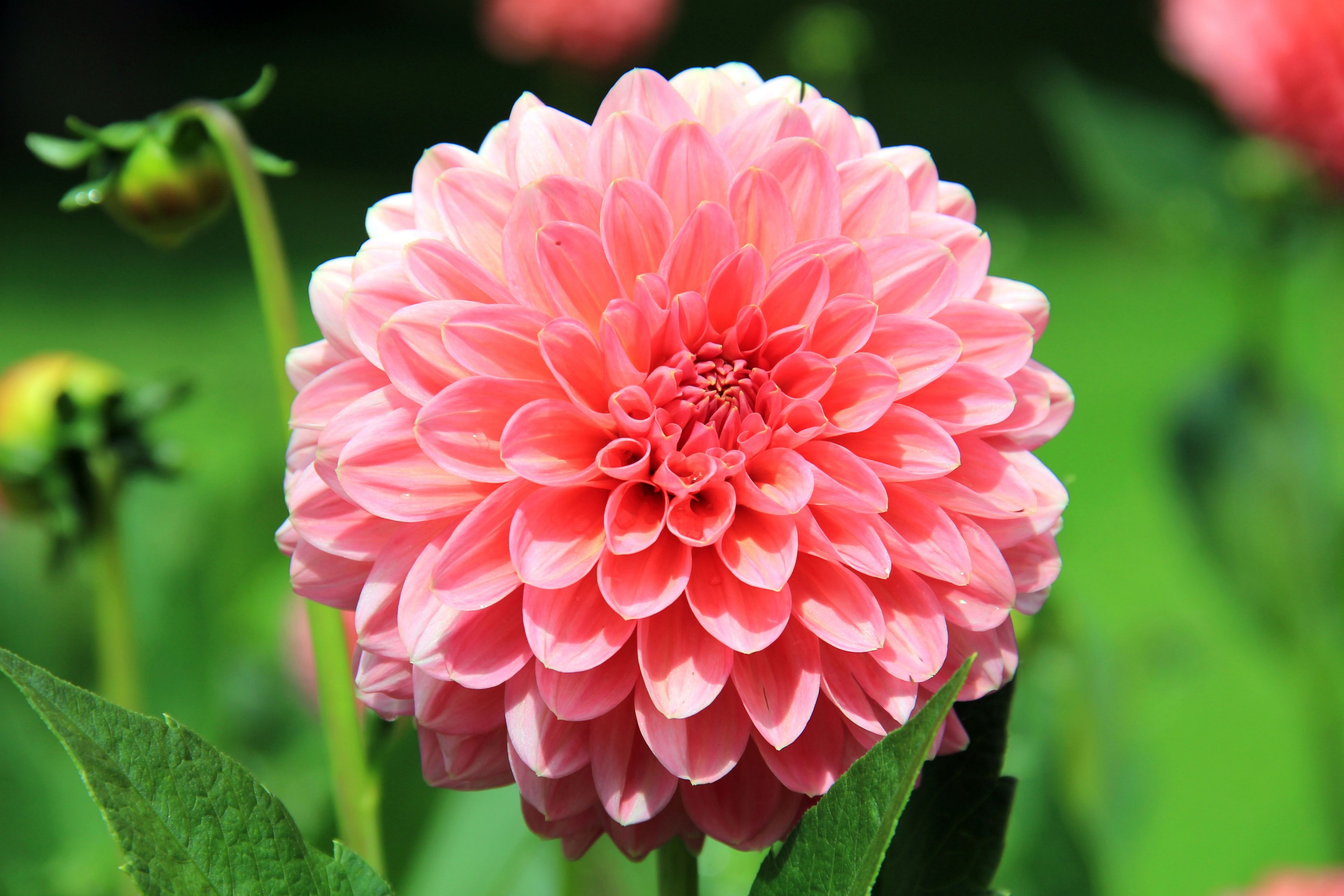 flower autumn blossom bloom plant dahlia 4k, HD Wallpaper