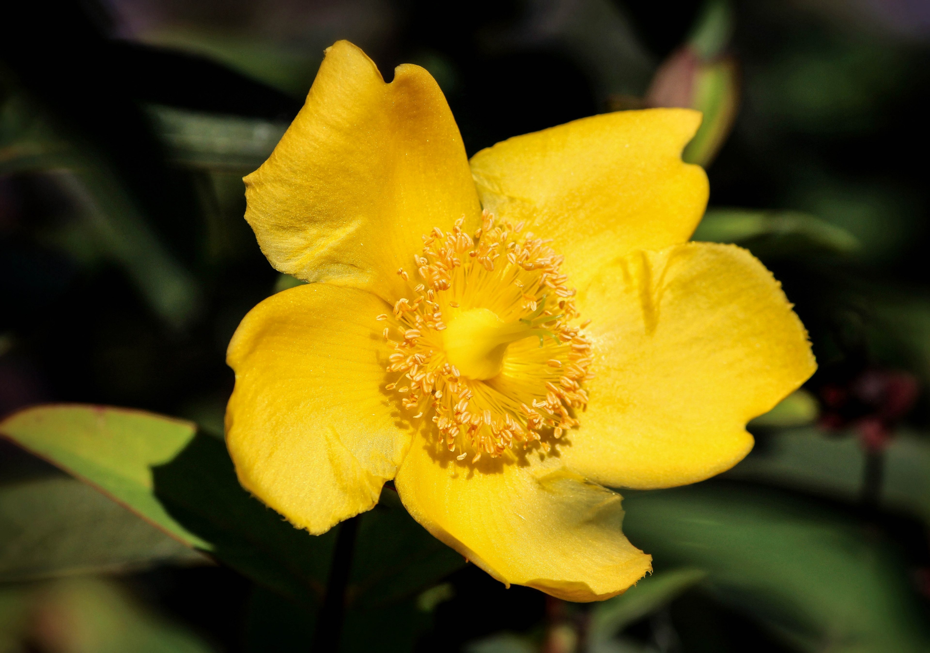 flower blossom bloom floral bright flora fresh 4k, HD Wallpaper