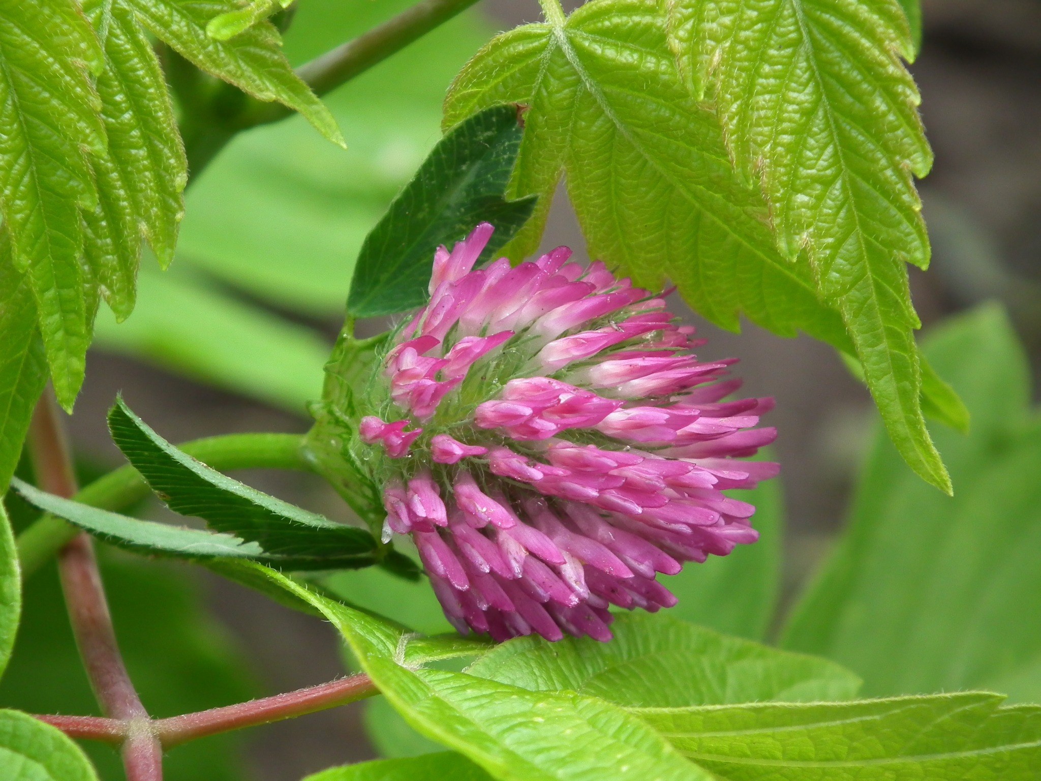 flower bloom pink flowers clover summer leaves 4k, HD Wallpaper