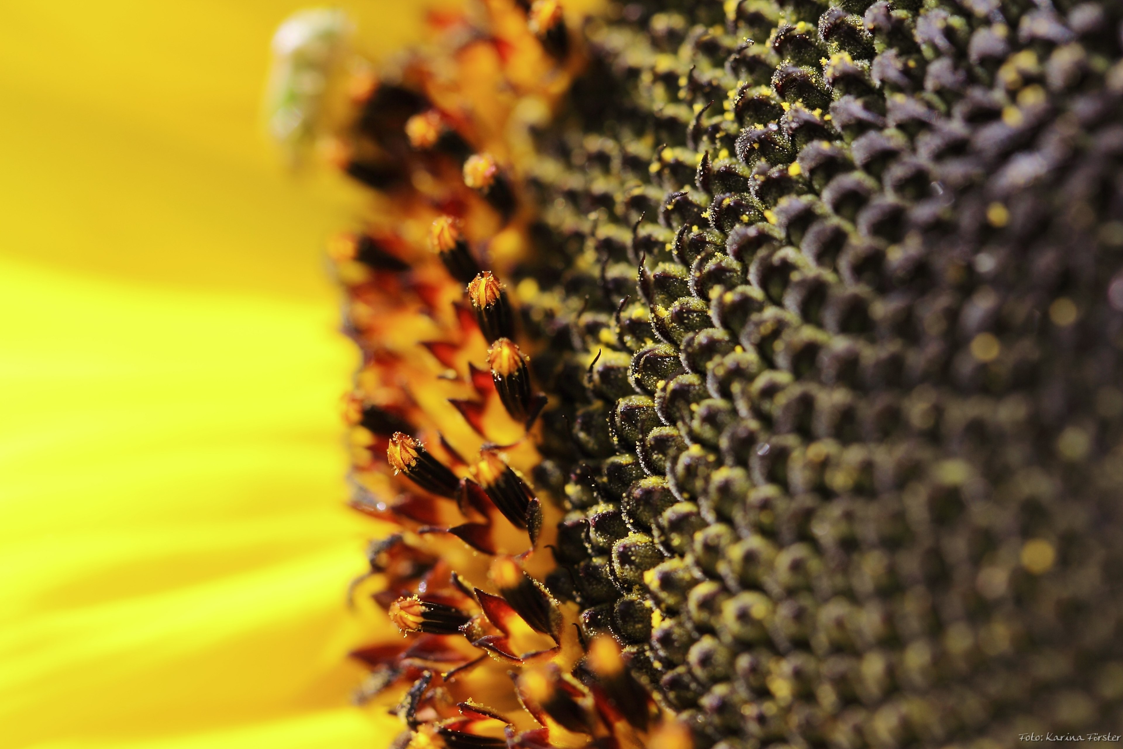 flower blossom bloom sun flower yellow summer 4k, HD Wallpaper
