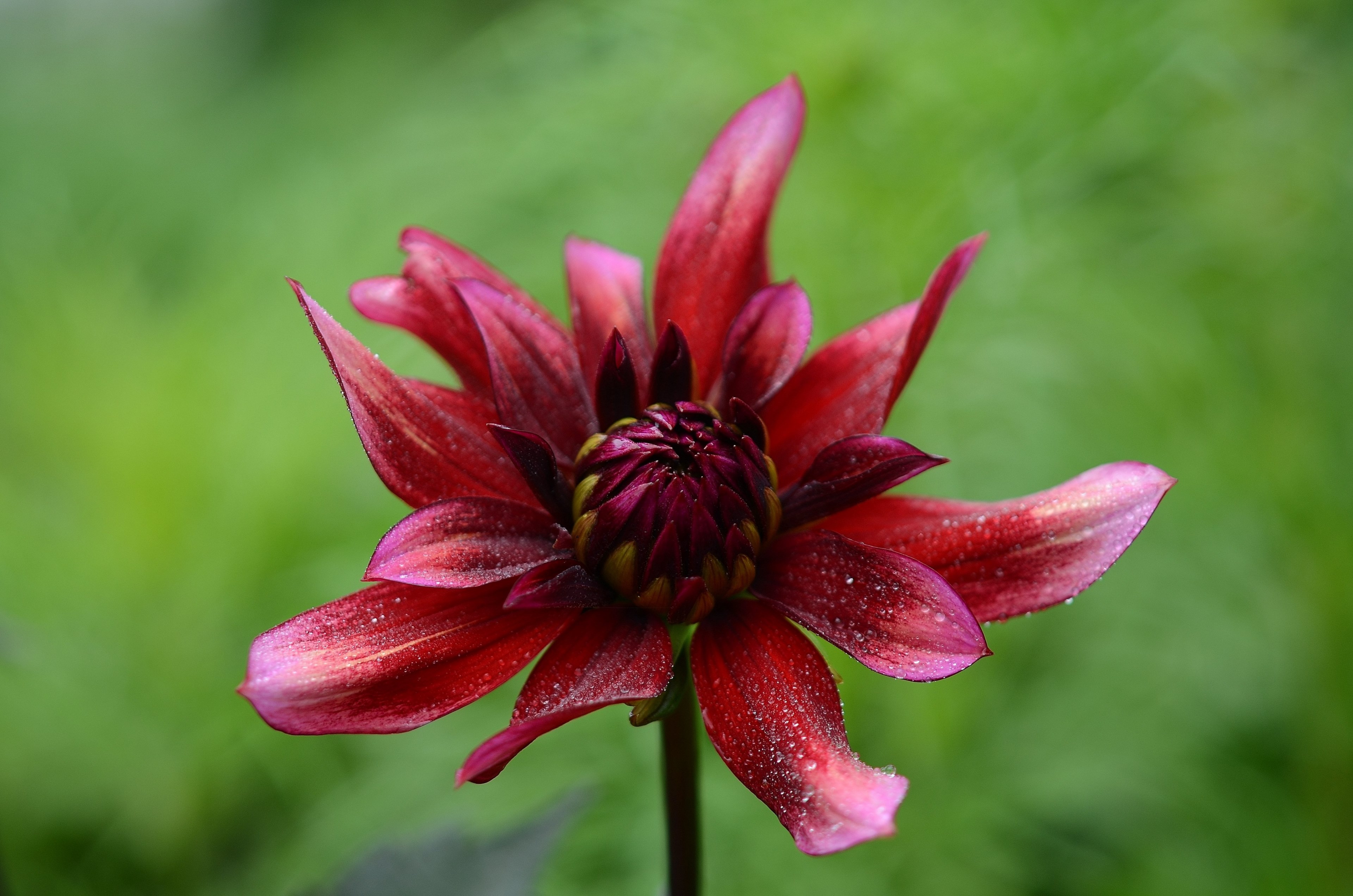 flower plant nature burgundy leaf pistils 4k, HD Wallpaper