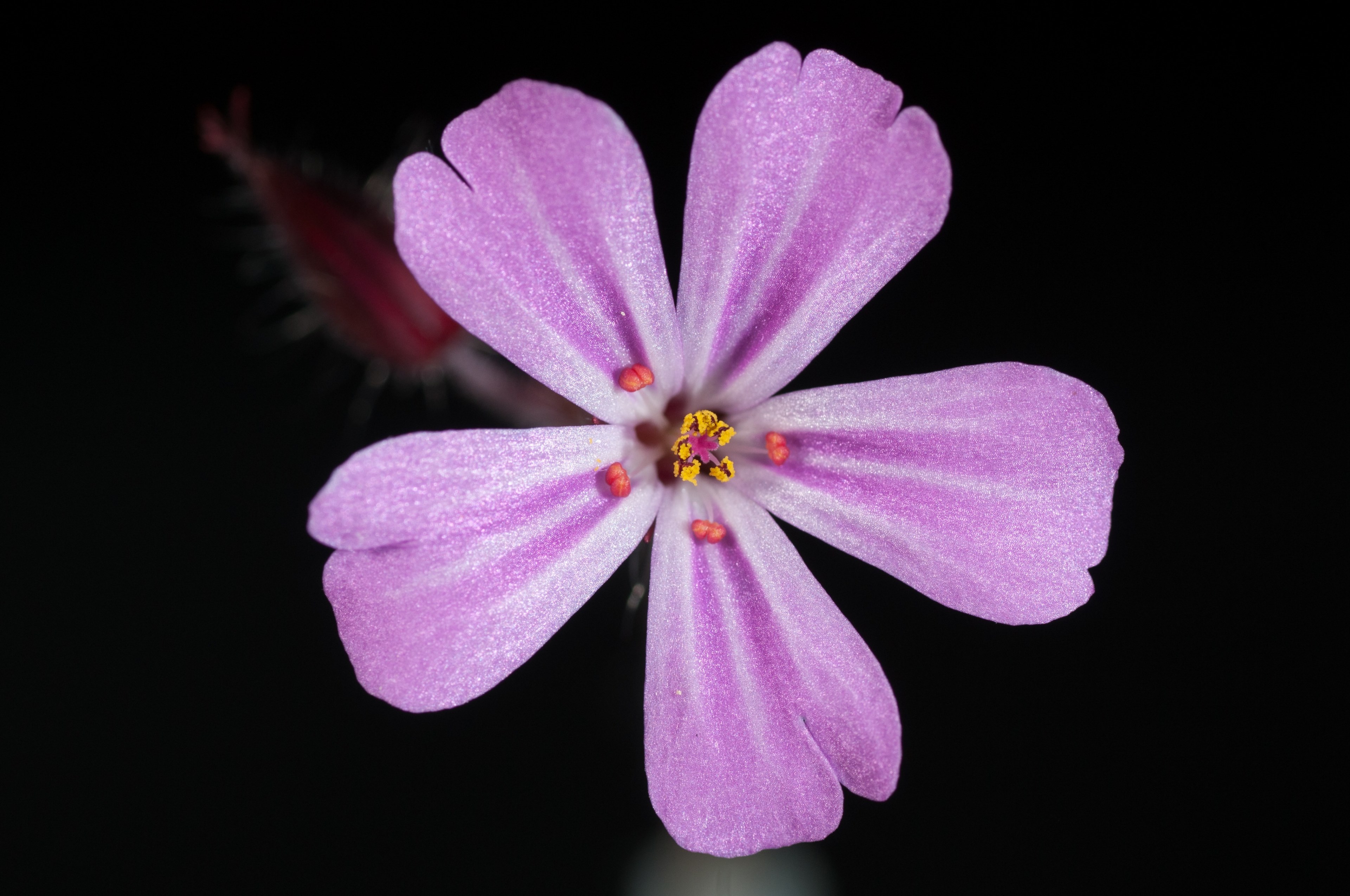flower pink flower flowers nature plant 4k, HD Wallpaper