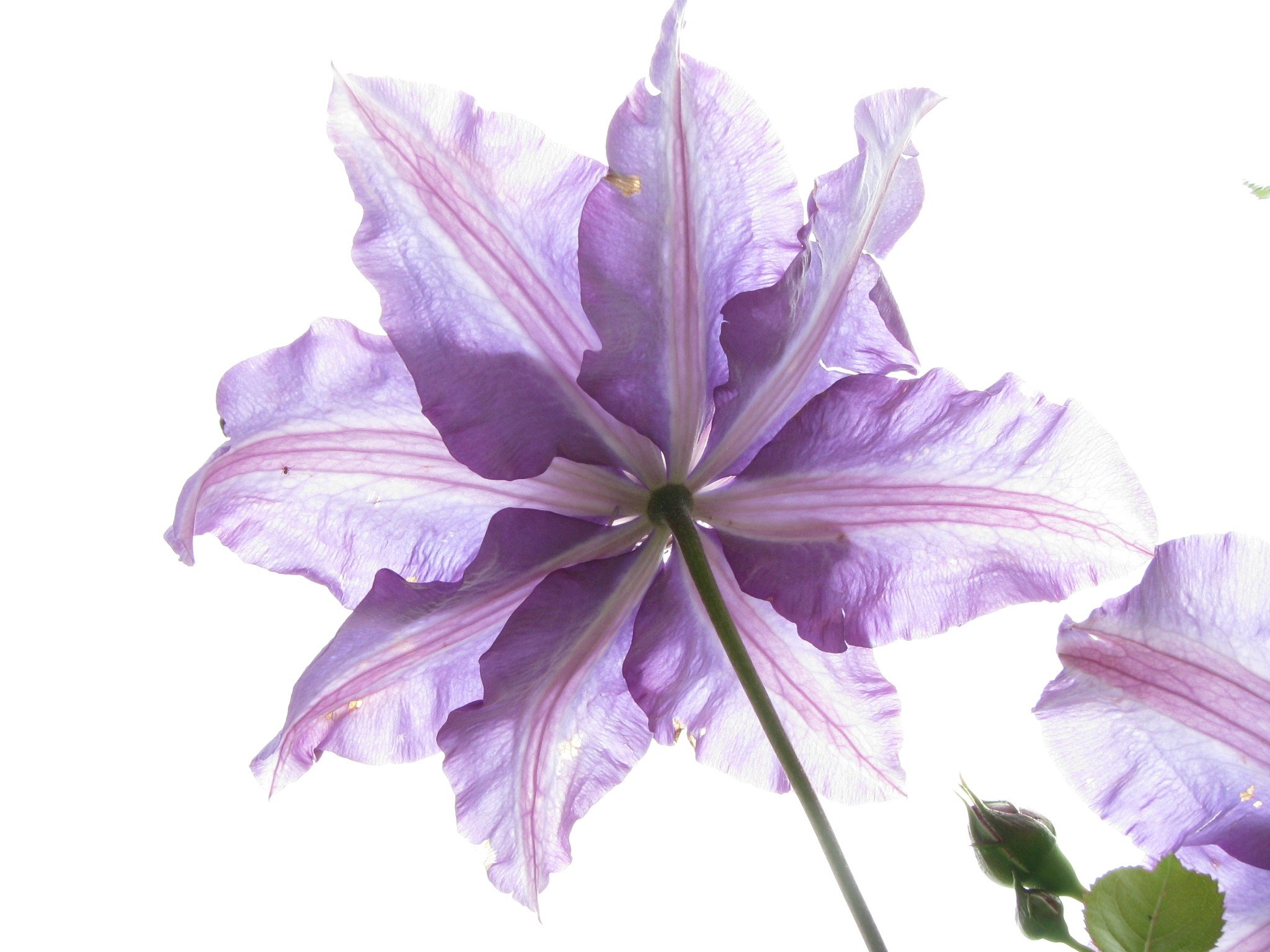 flower nature flora garden 4k, HD Wallpaper
