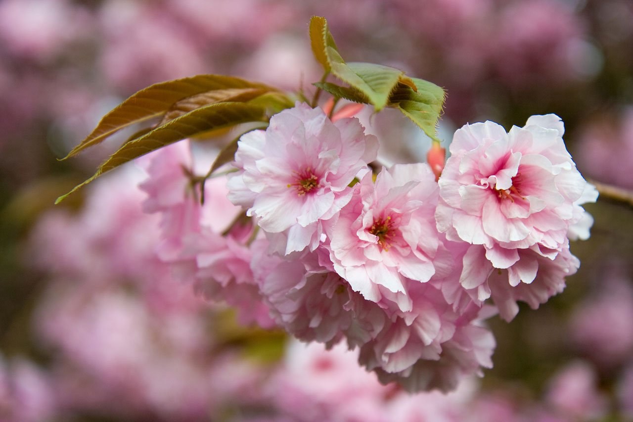 flower pink petals tree spring floral flora 4k, HD Wallpaper