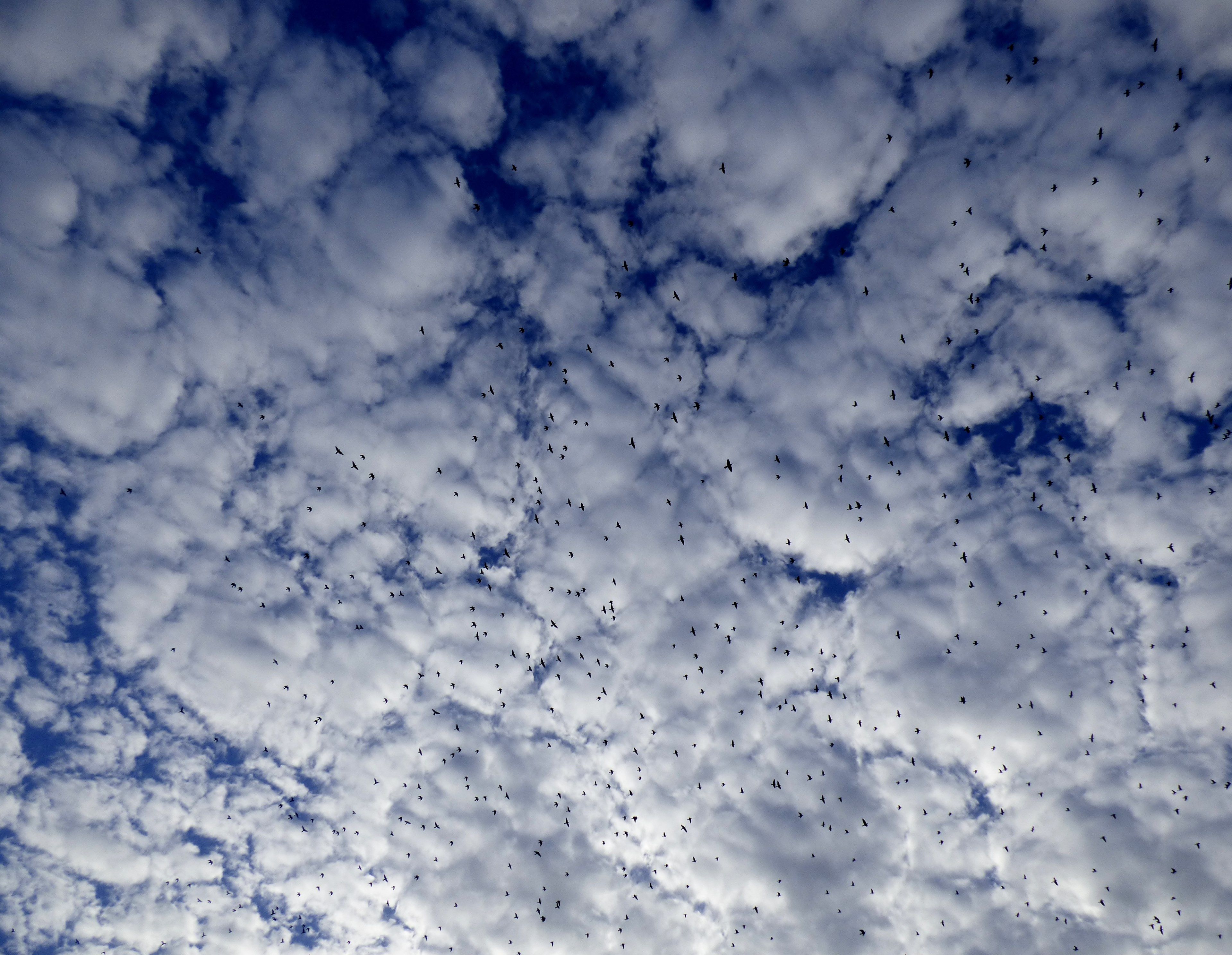 flock of birds pigeons starlings air sheep clouds 4k, HD Wallpaper