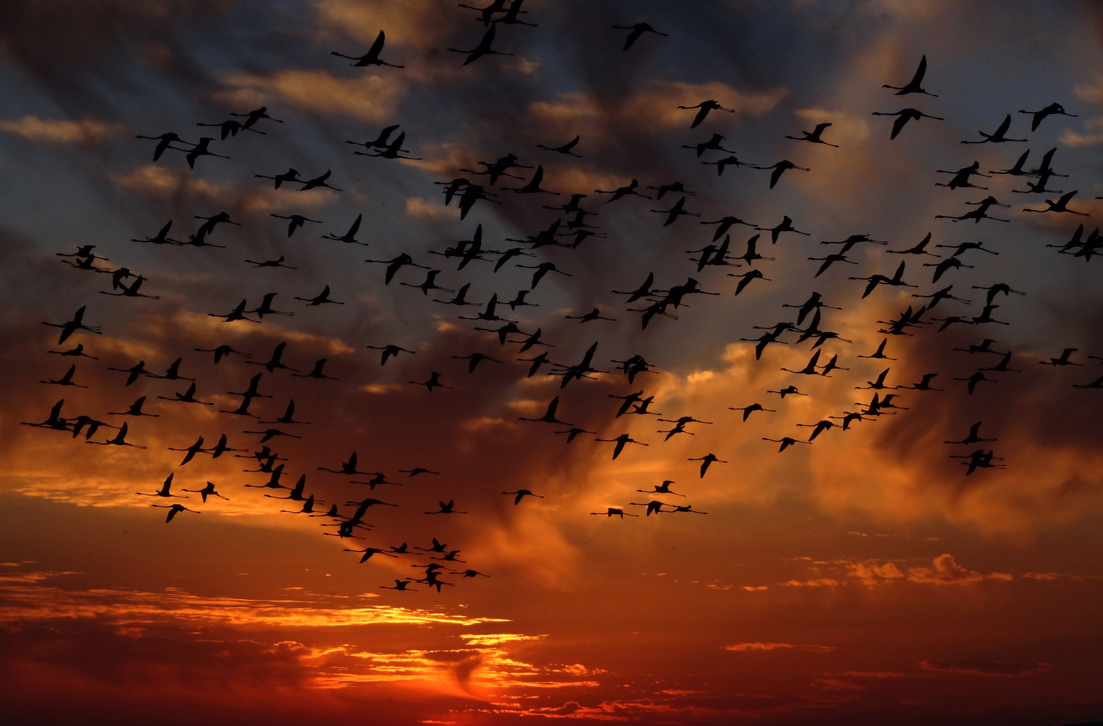 flamingos swarm birds nature 4k, HD Wallpaper