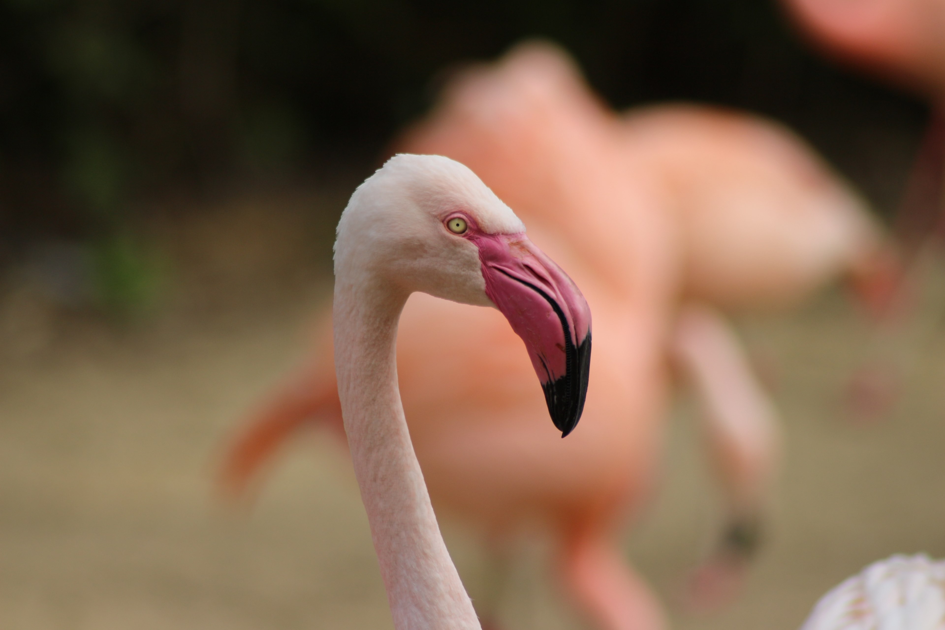 flamingo animal wildlife photography 4k, HD Wallpaper